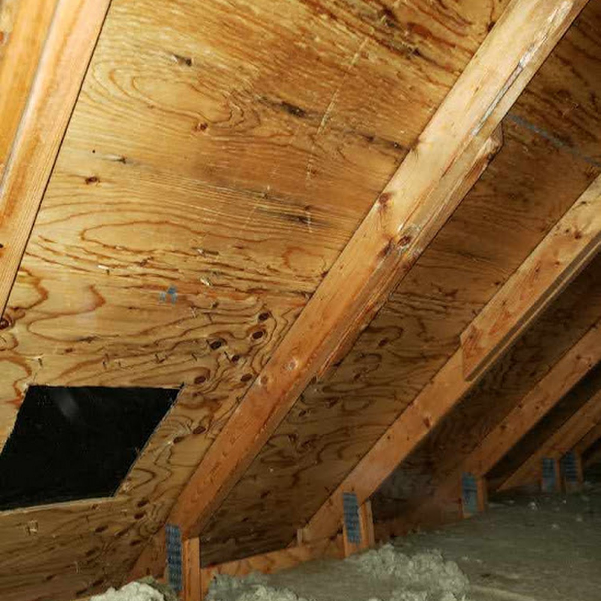 Moldtech Inc - Mold Inspection and Mold Removal Company East Gwillimbury