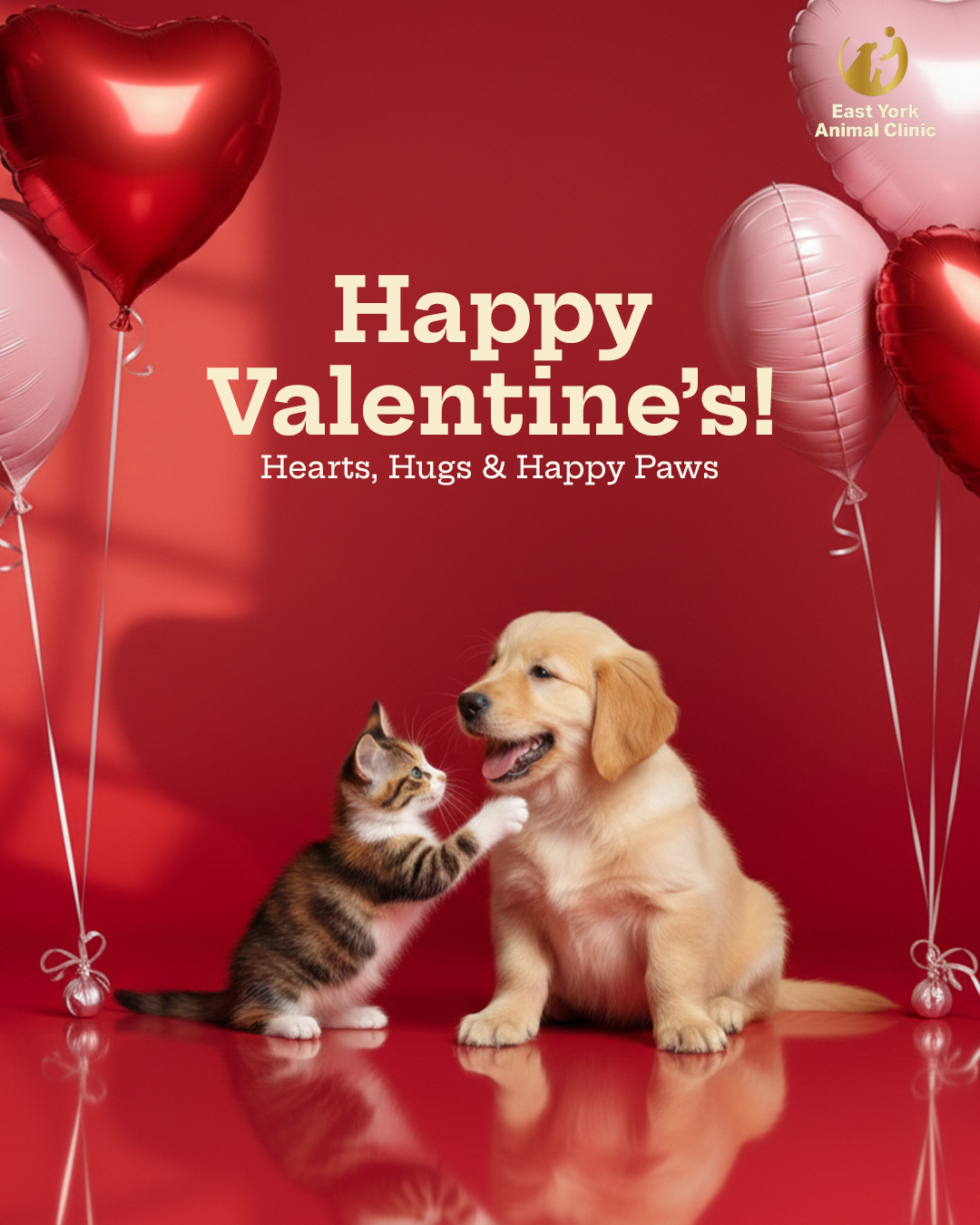 East York Animal Clinic East York