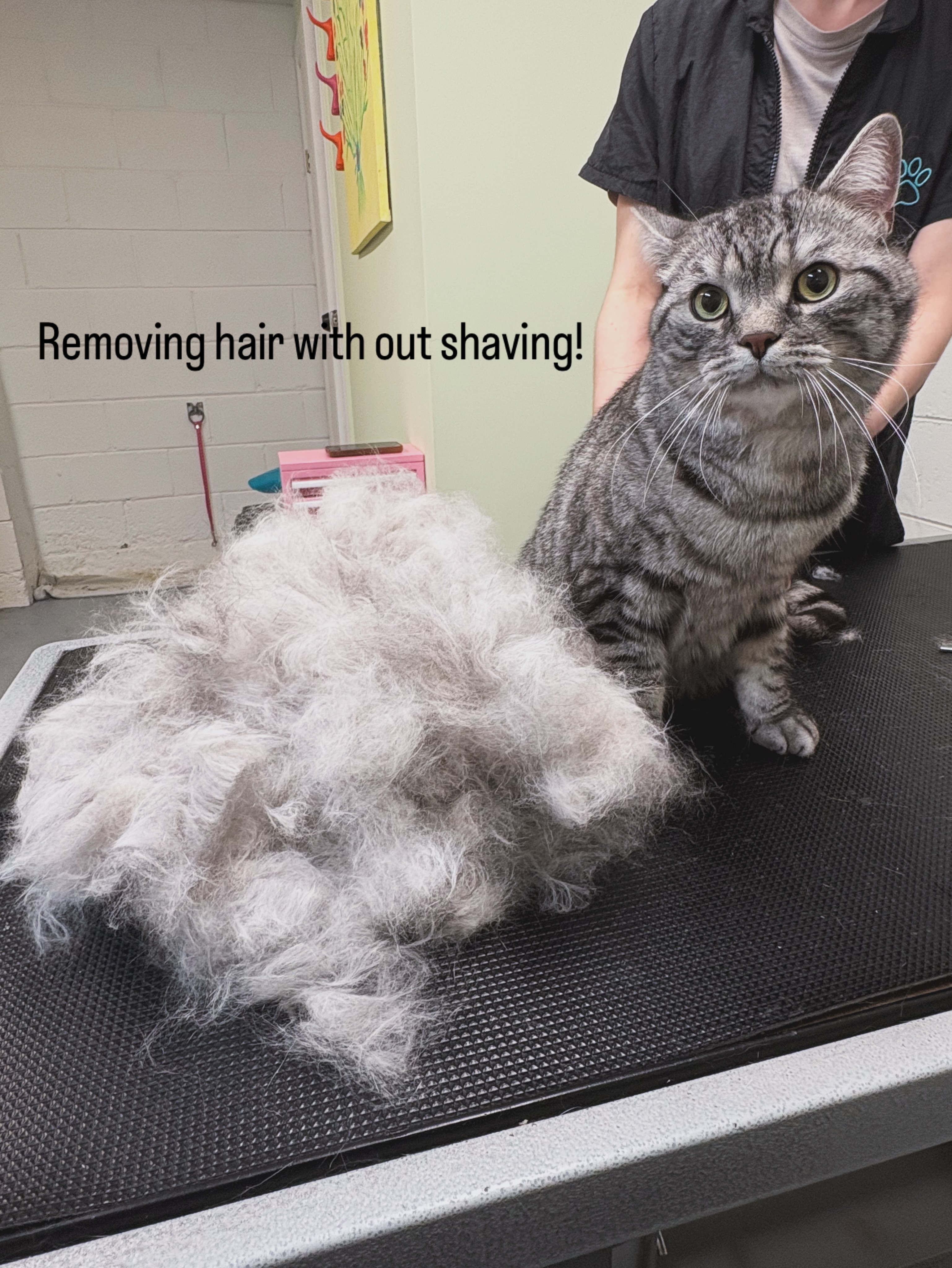 Hidden Gemm Pet Care East York
