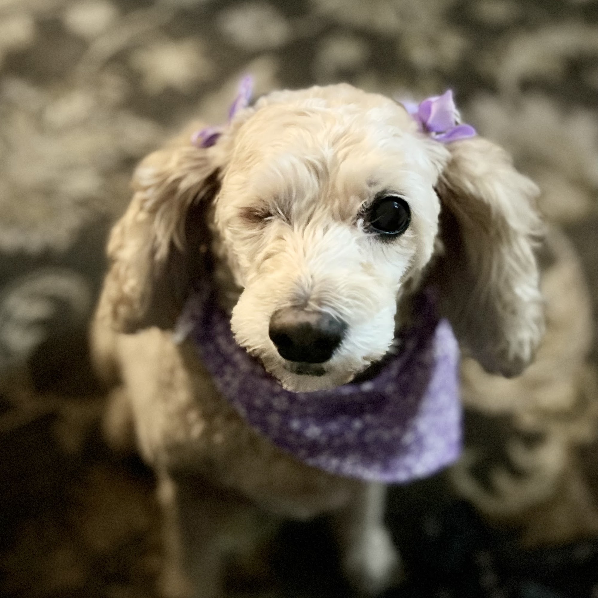 Jersey Girlz Pet Grooming Salon Essex