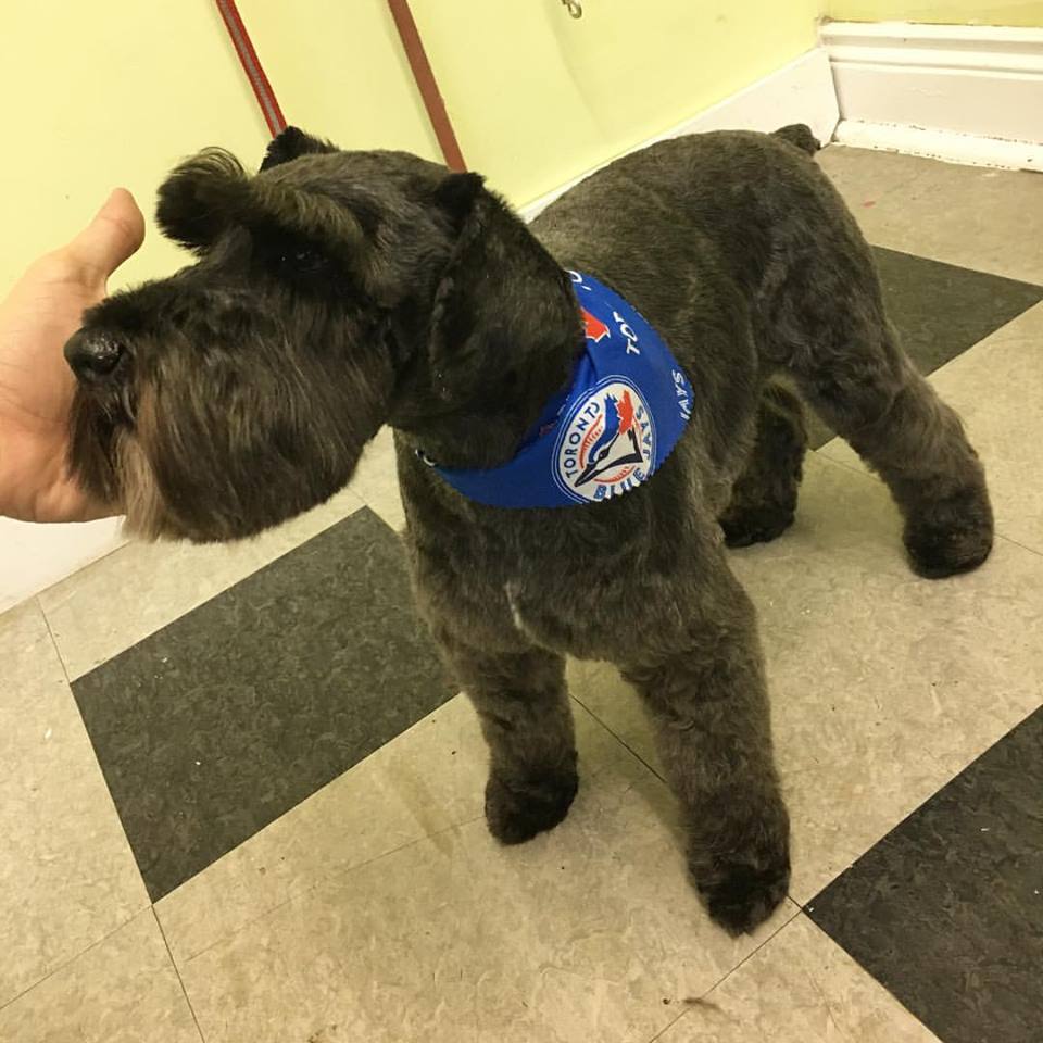 BooBoo Pet Grooming Services Etobicoke