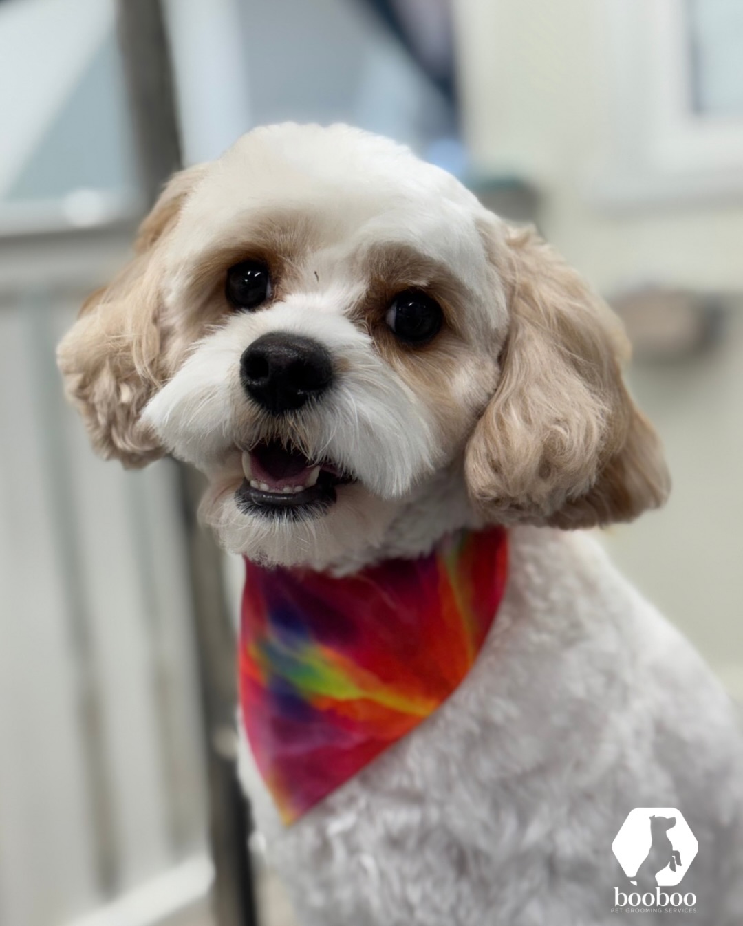 BooBoo Pet Grooming Services Etobicoke