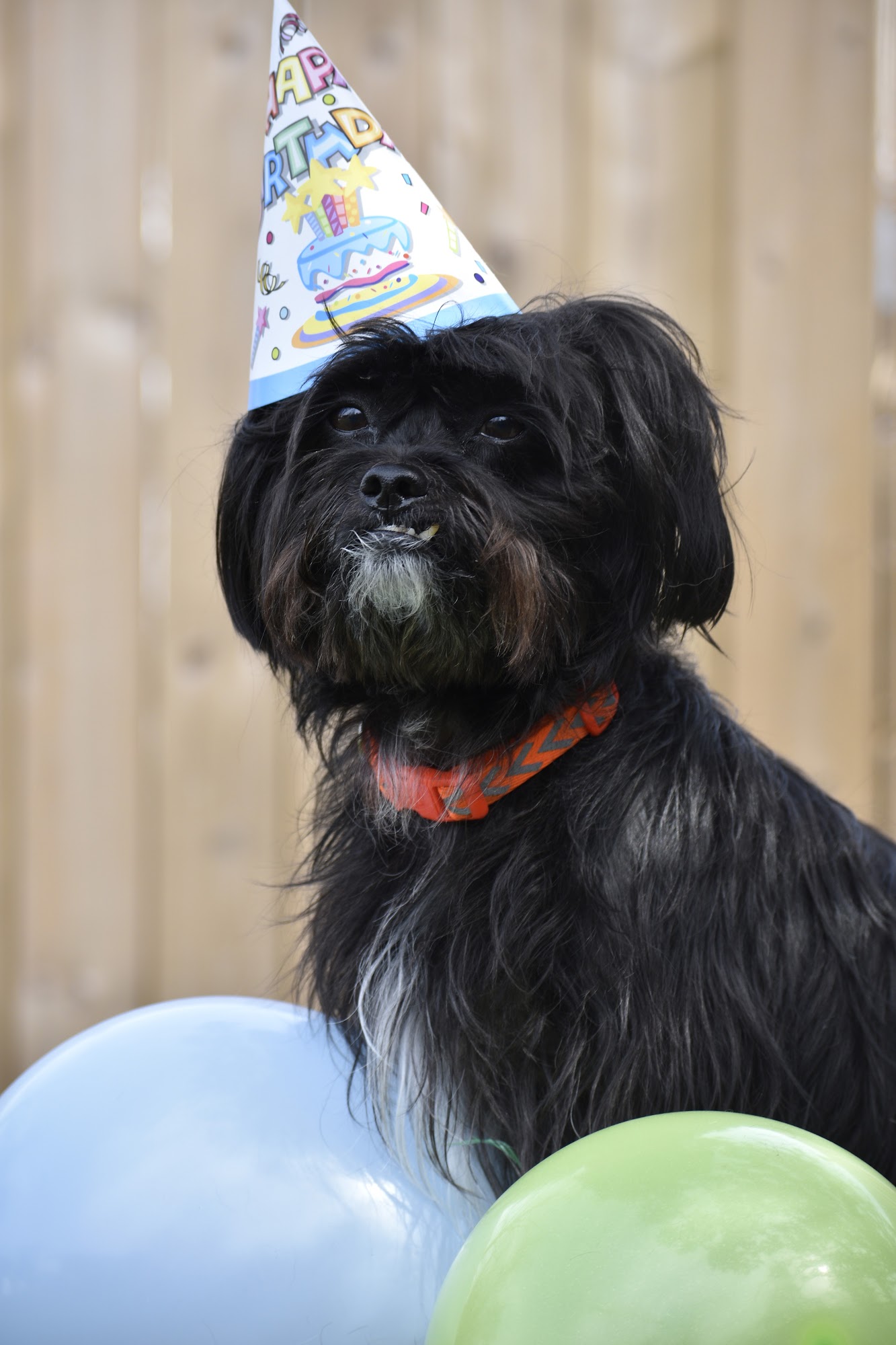 Home Buddies Doggie Day Care Etobicoke