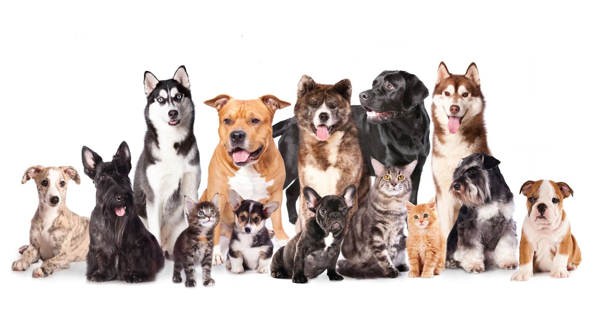 Pet Styles Etobicoke