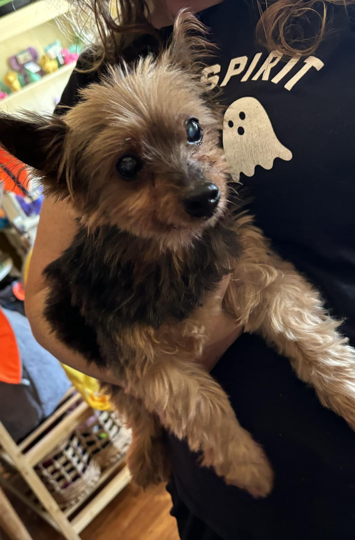 Four Paws Doggie S'Paw