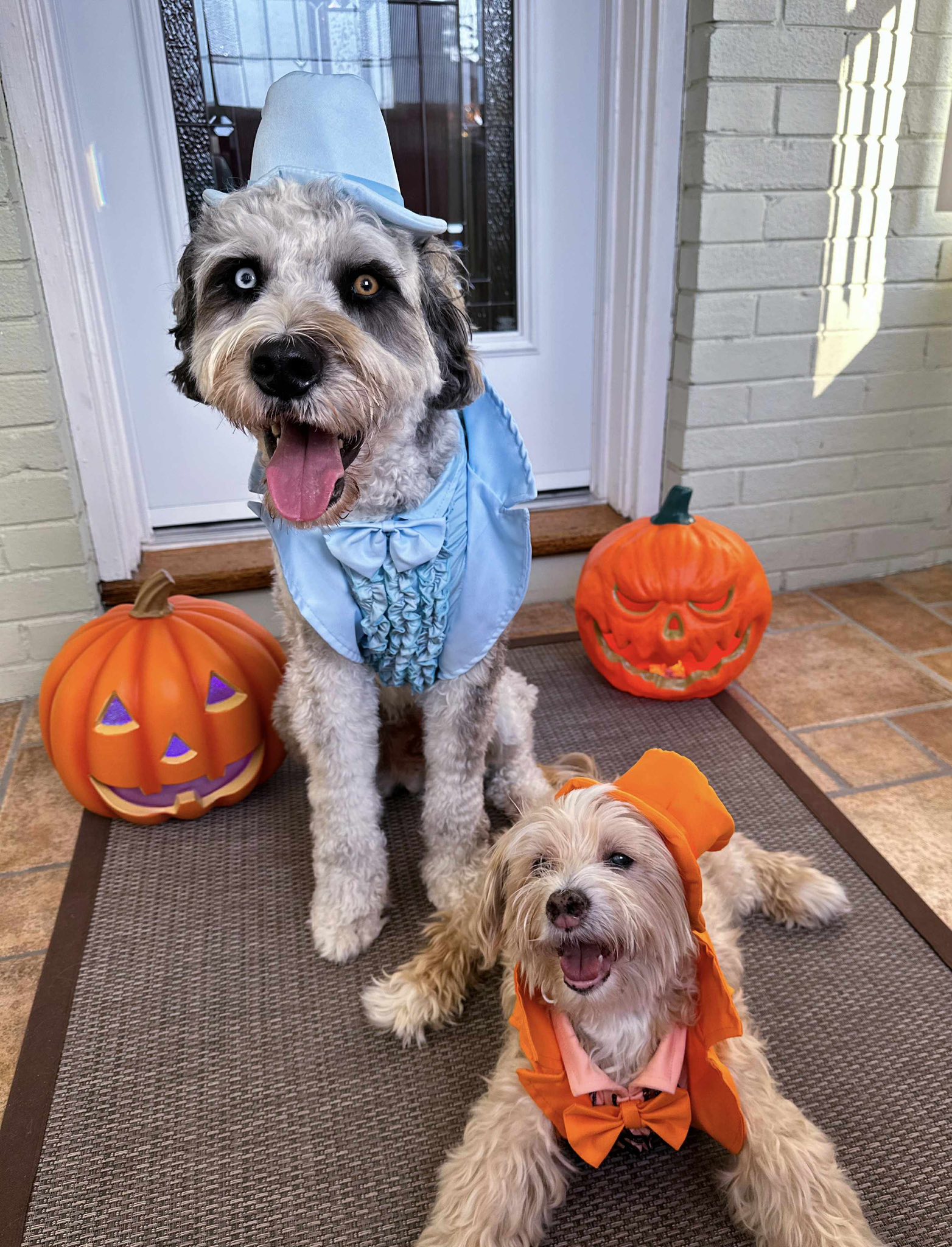 Four Paws Doggie S'Paw