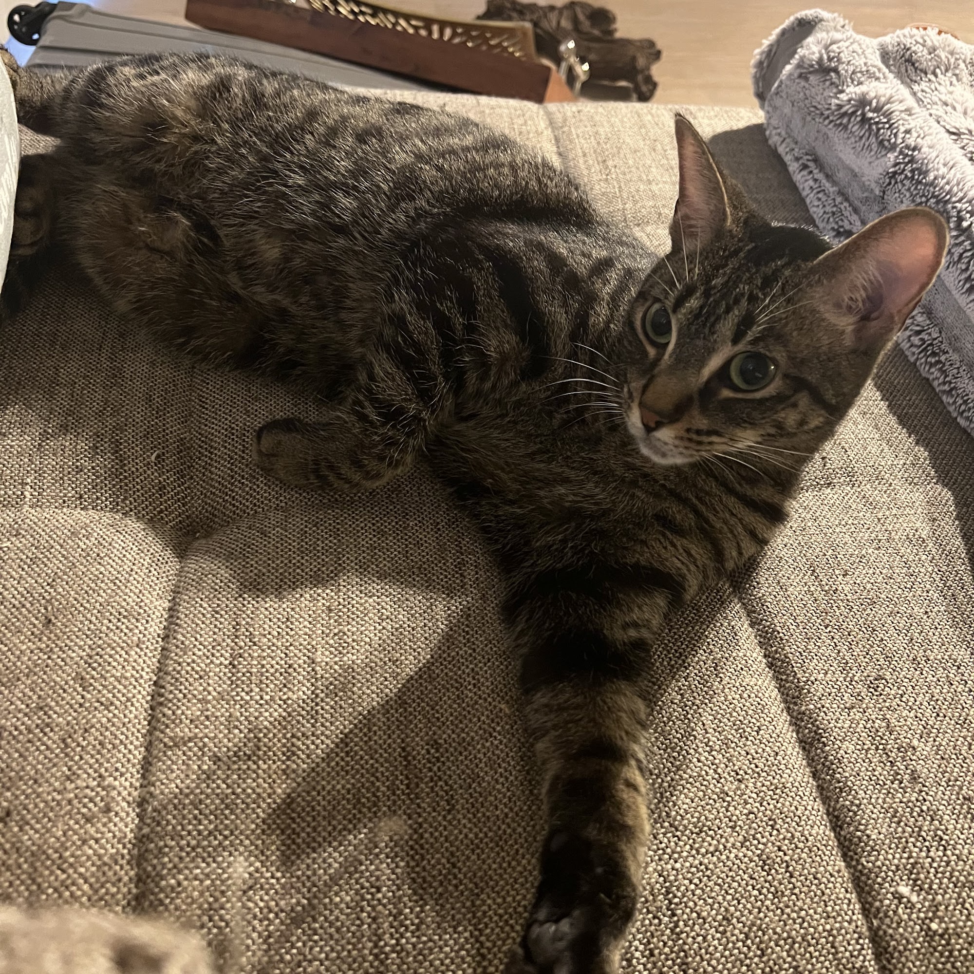 Tail Blazers Etobicoke Etobicoke