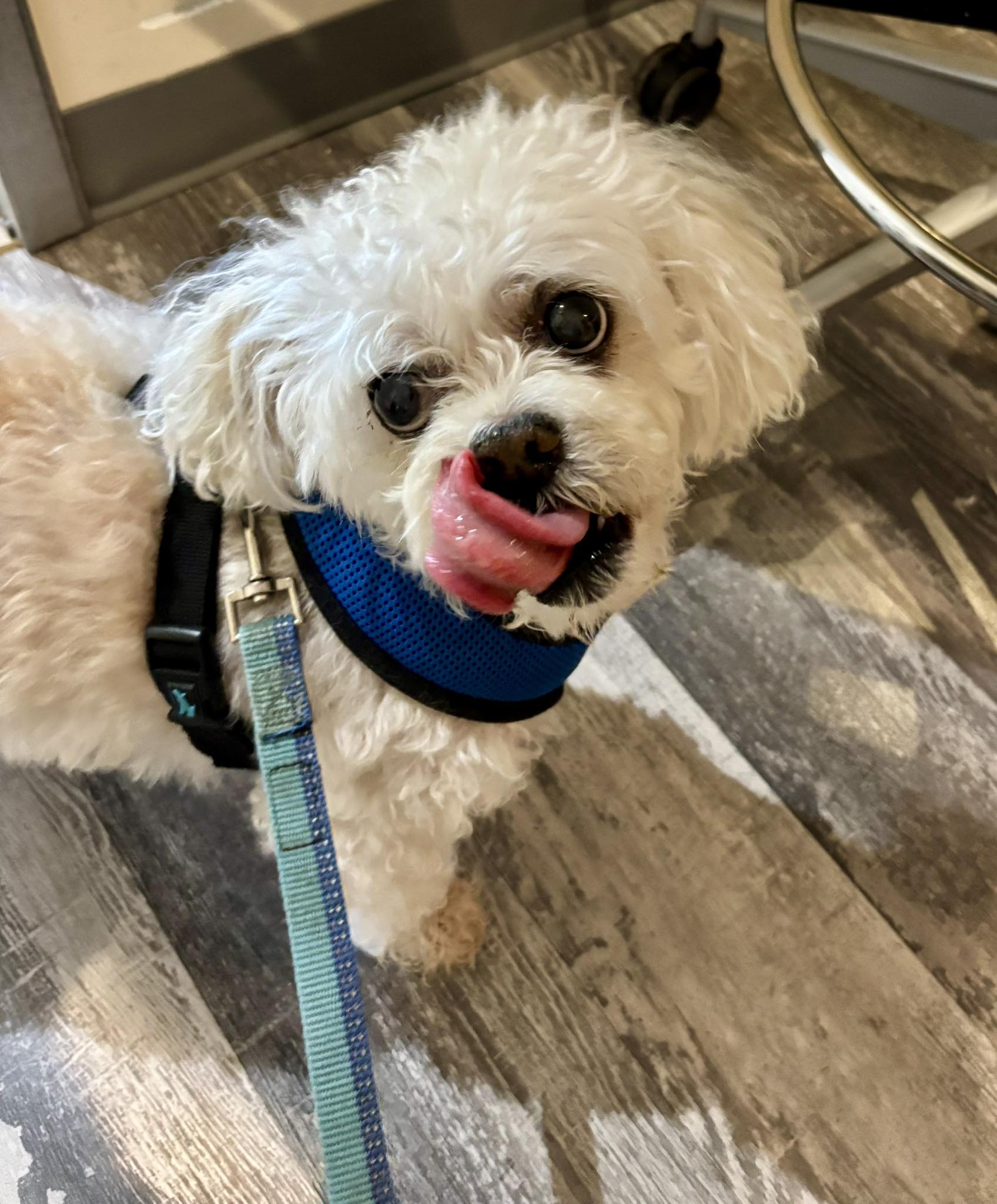 Long Branch Animal Clinic Etobicoke