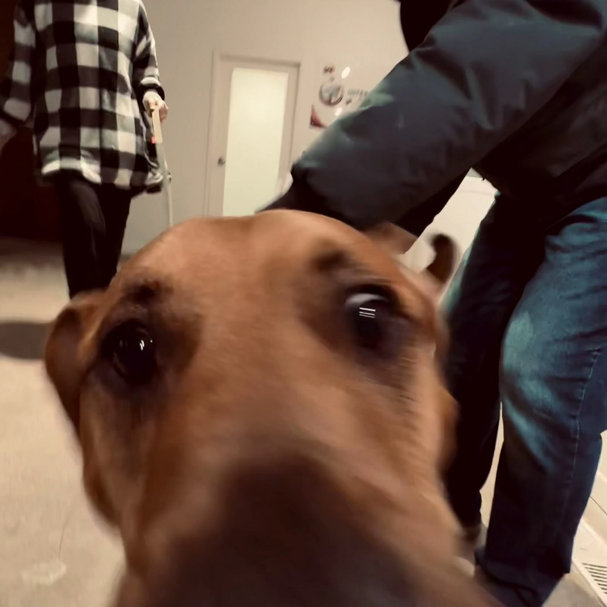 Park9 Pearson YYZ- Dog Playcare. Spa. Resort Etobicoke