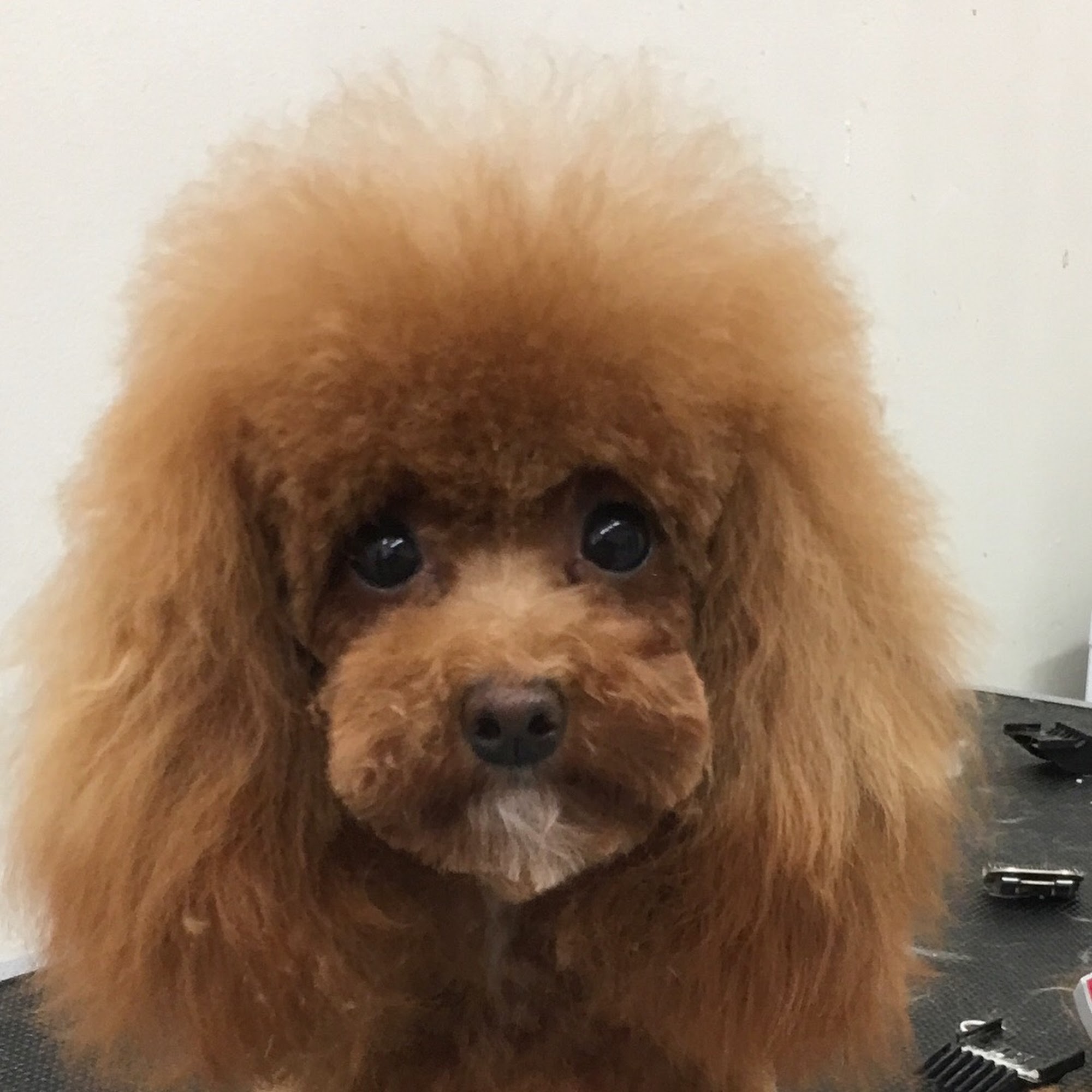 Top Dogs Pet Grooming Salon Etobicoke