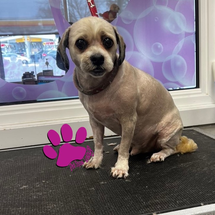 The Pet Spaw & Lounge Etobicoke