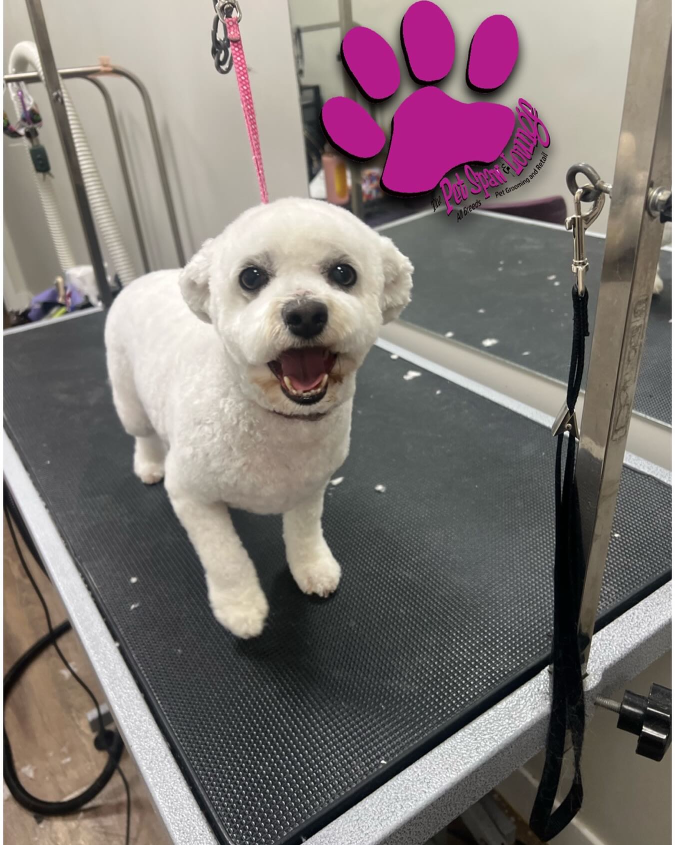 The Pet Spaw & Lounge Etobicoke