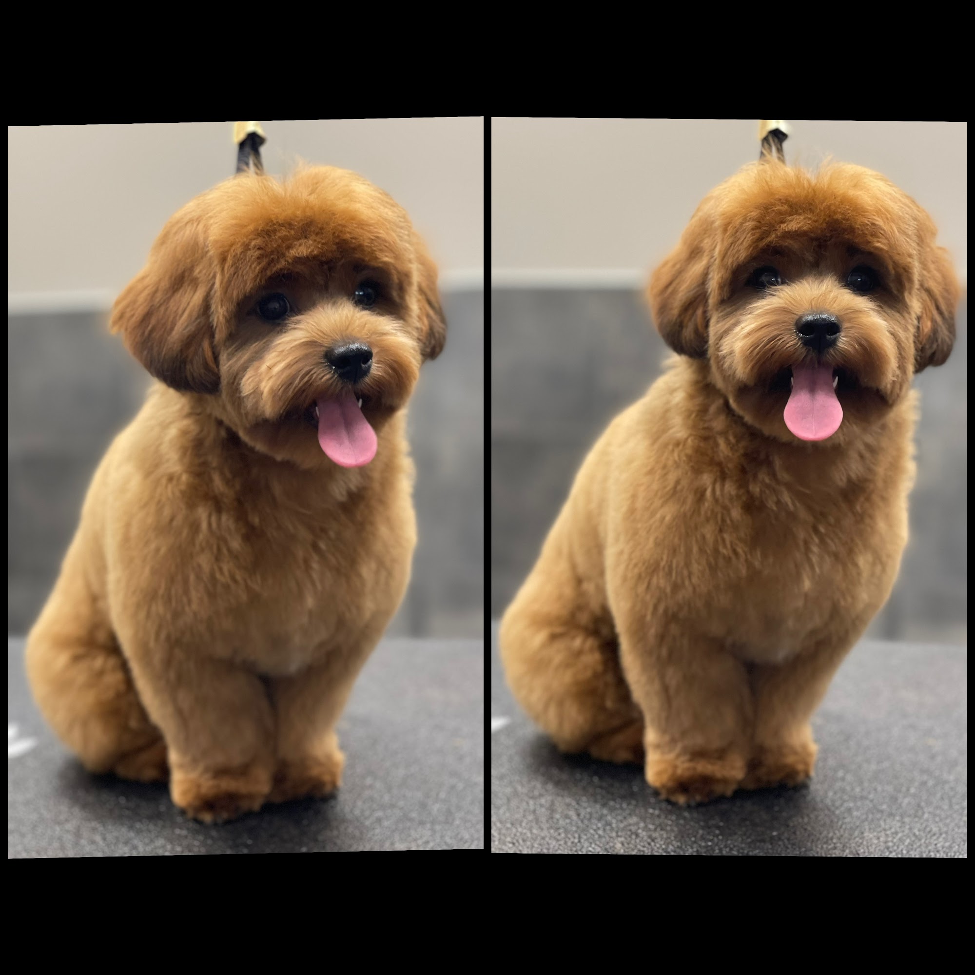 Tidy Ups Pet Services Etobicoke