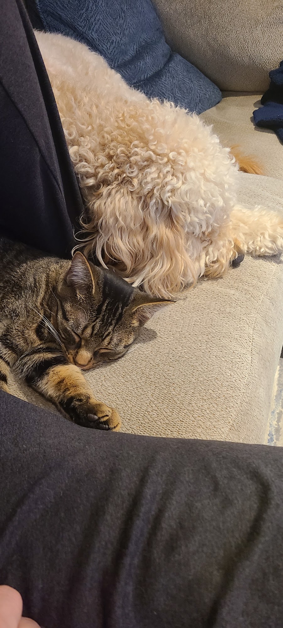 Home at Last Rescue Etobicoke