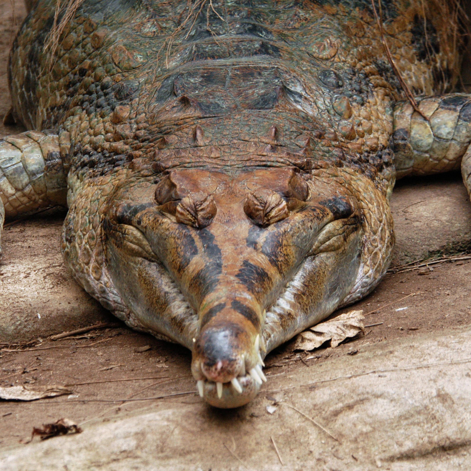 Reptile Kingdom Canada Fonthill