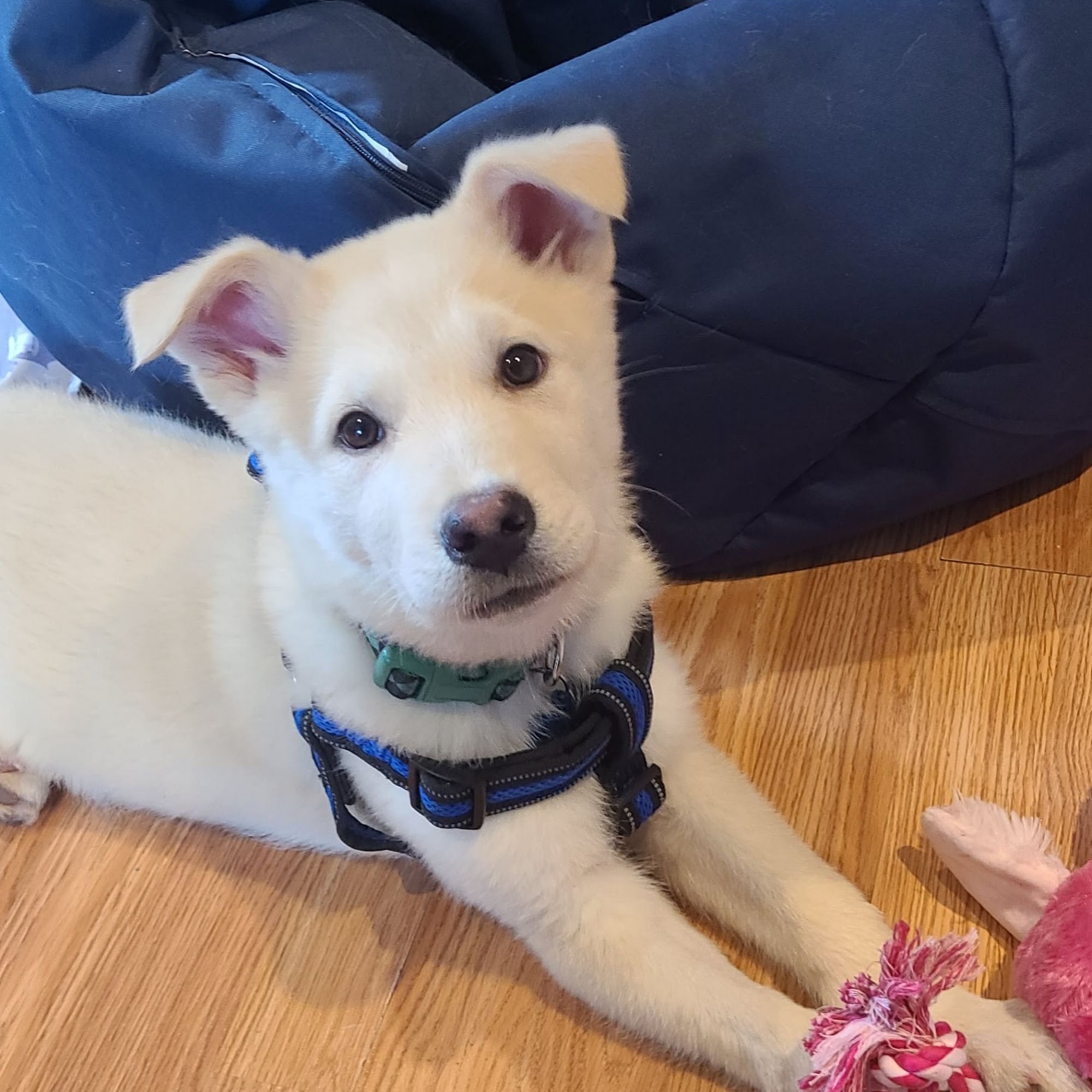 Fort Erie SPCA Fort Erie