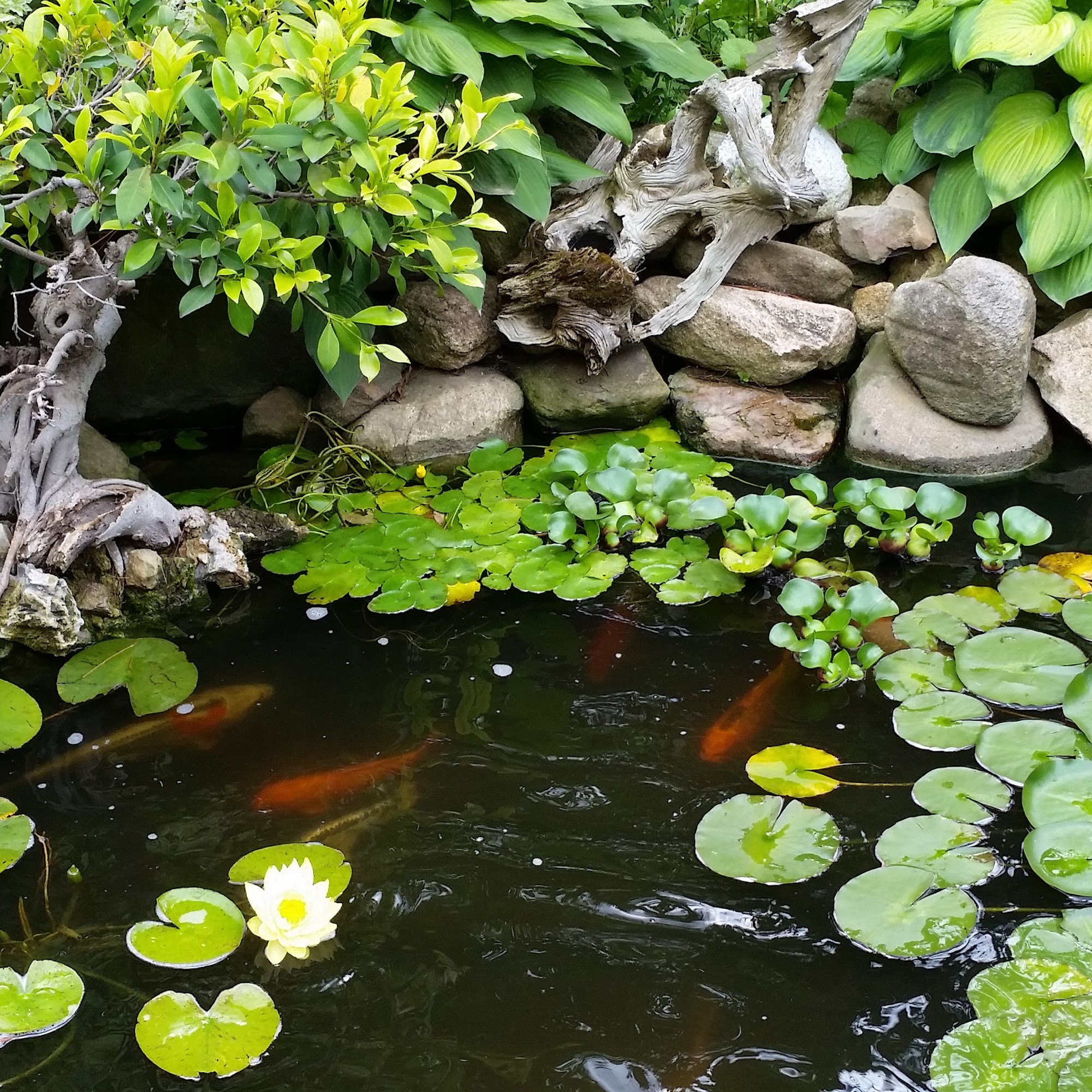 Cerberus Designs Georgetown