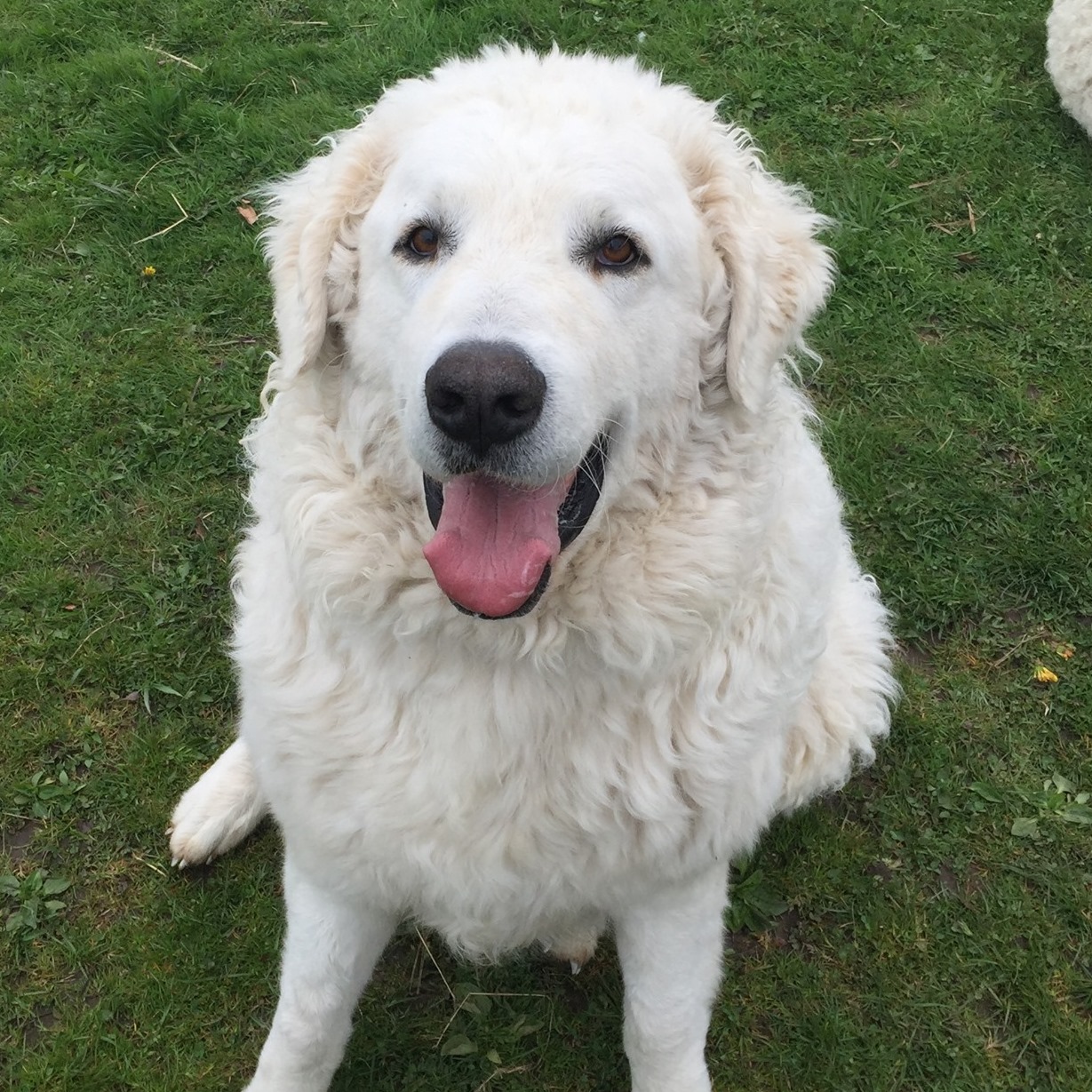 Huron Registered (Kuvaszok) Kennels