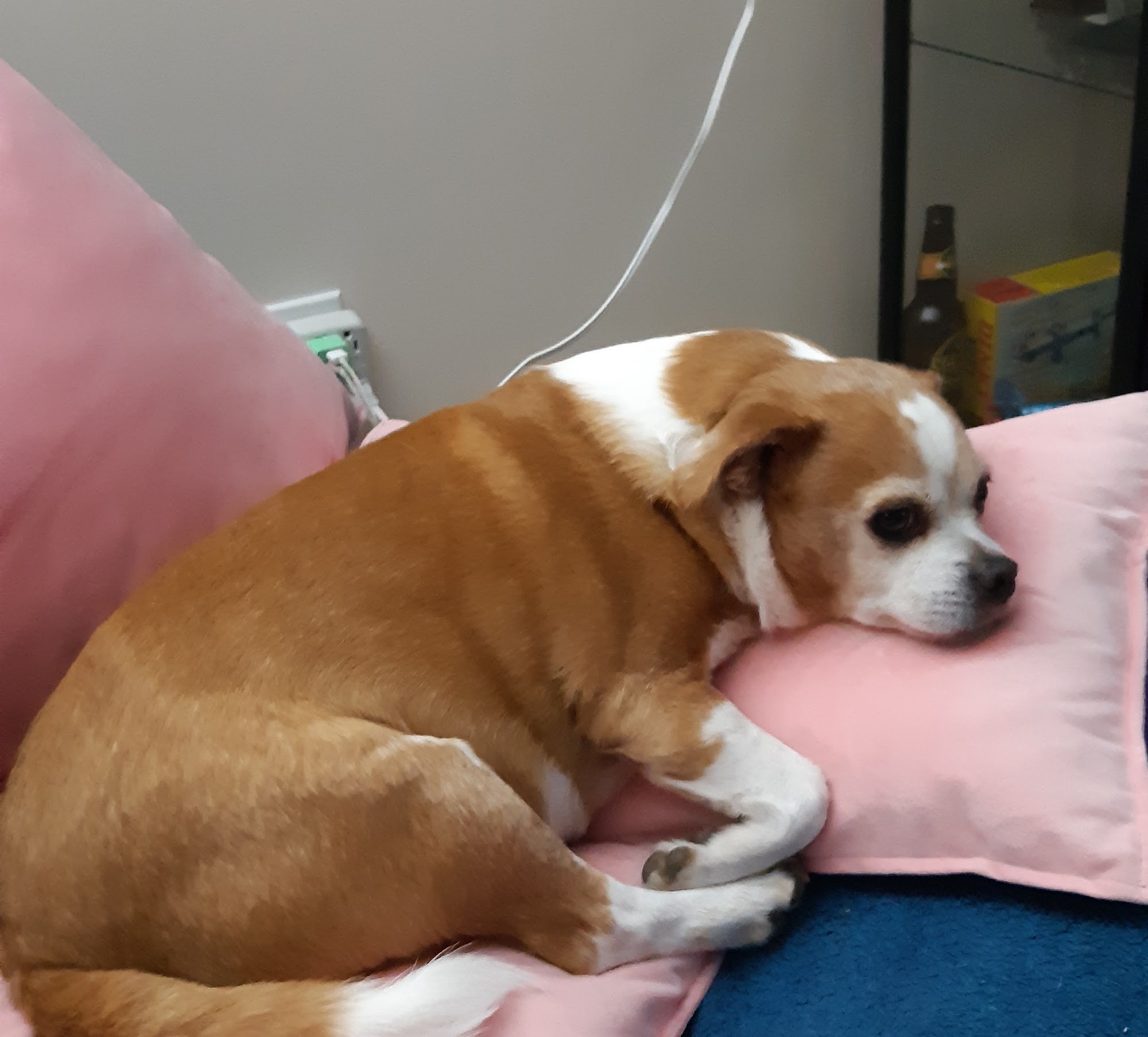 The Grooming Room Goderich