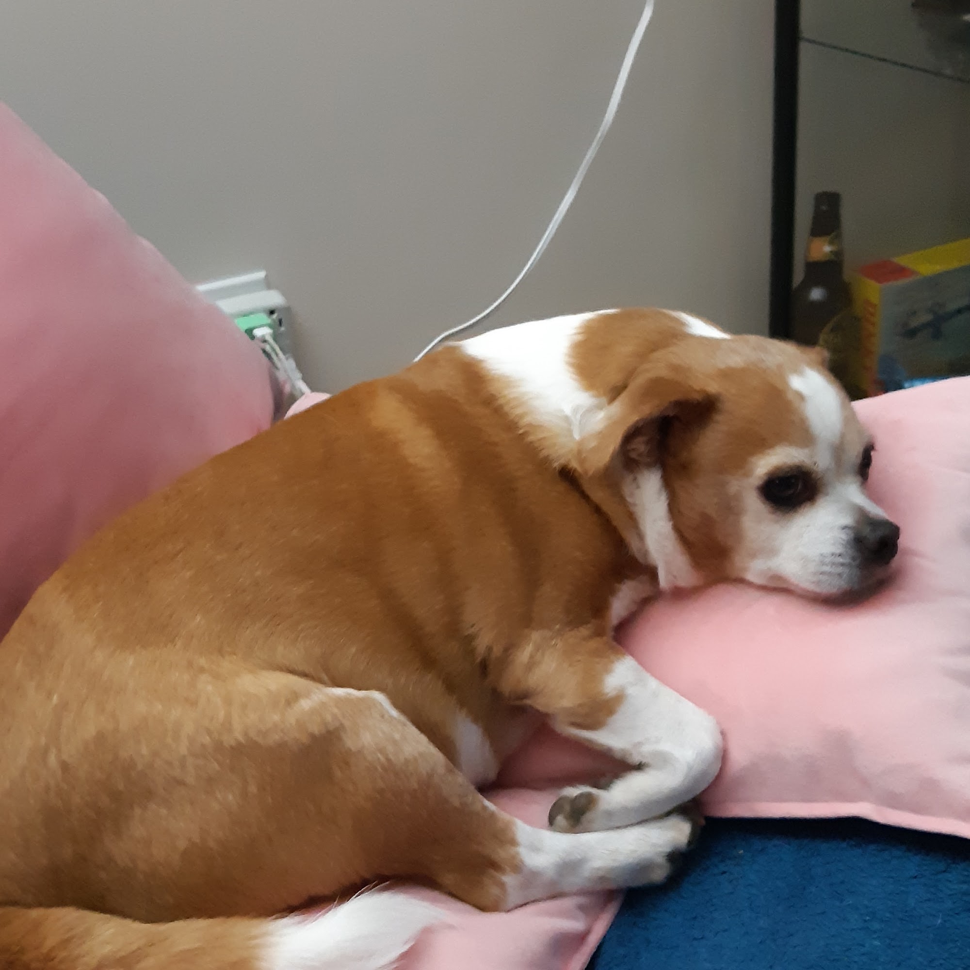 The Grooming Room Goderich