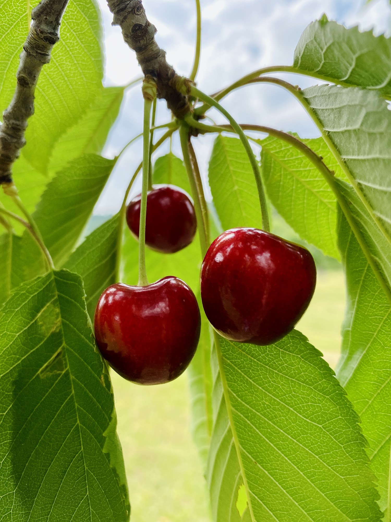 Smith Two Century Farms Grimsby