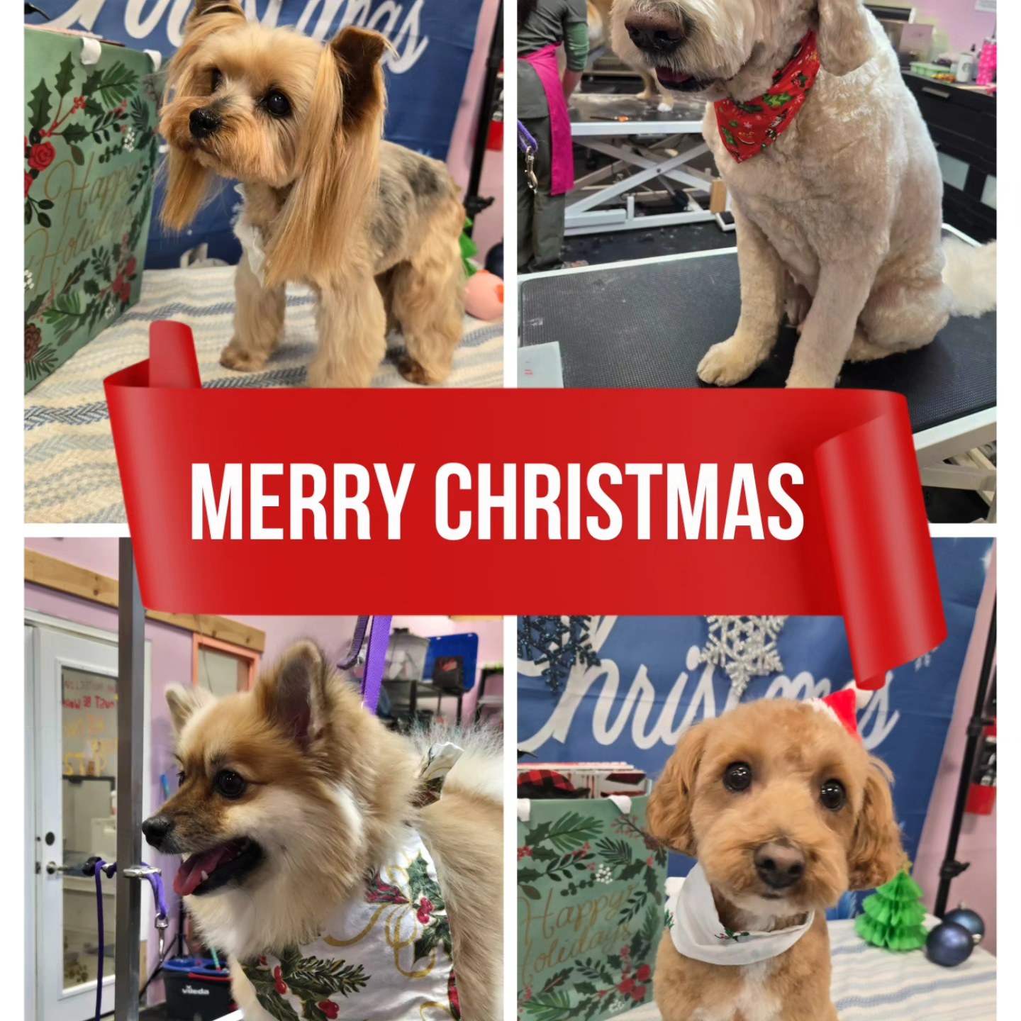 All About Grooming Guelph