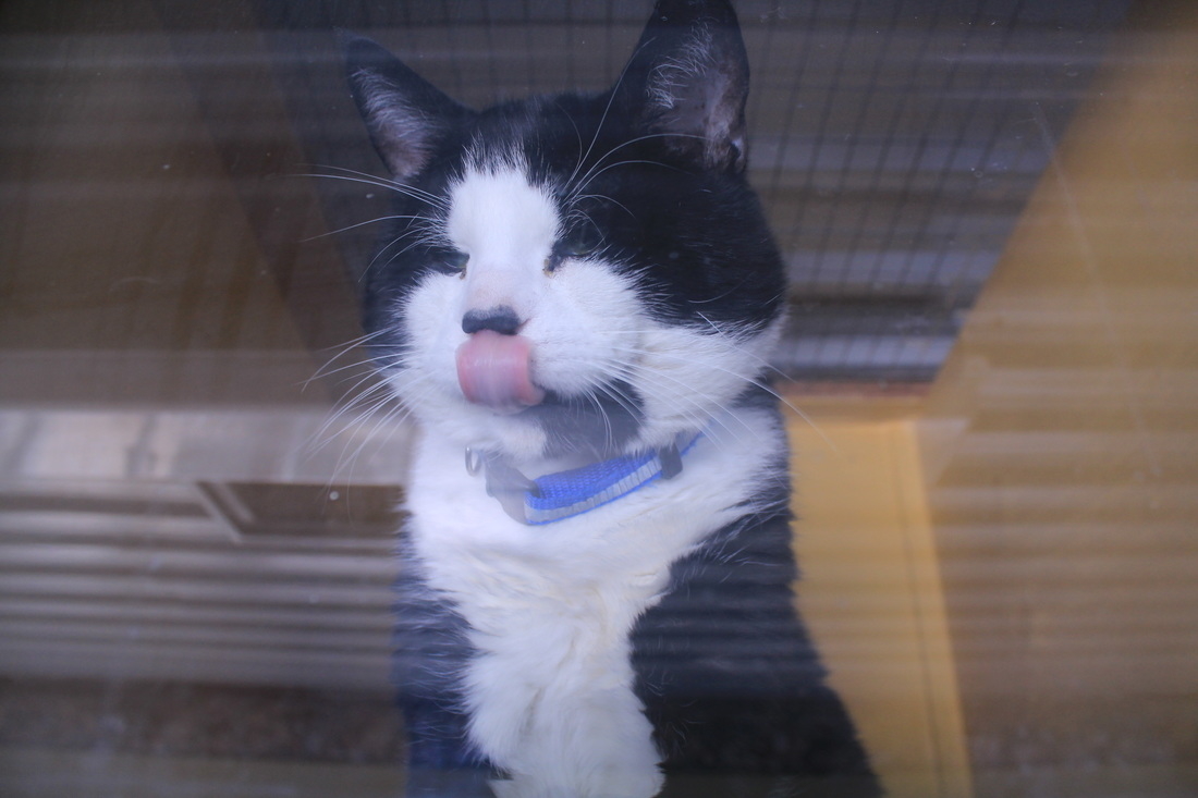 Pinetree Pet Resort Guelph