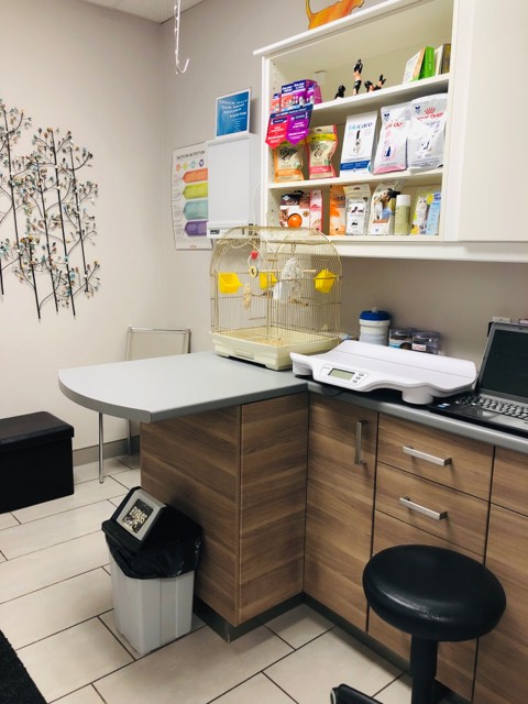 Guelph Cat Clinic Guelph