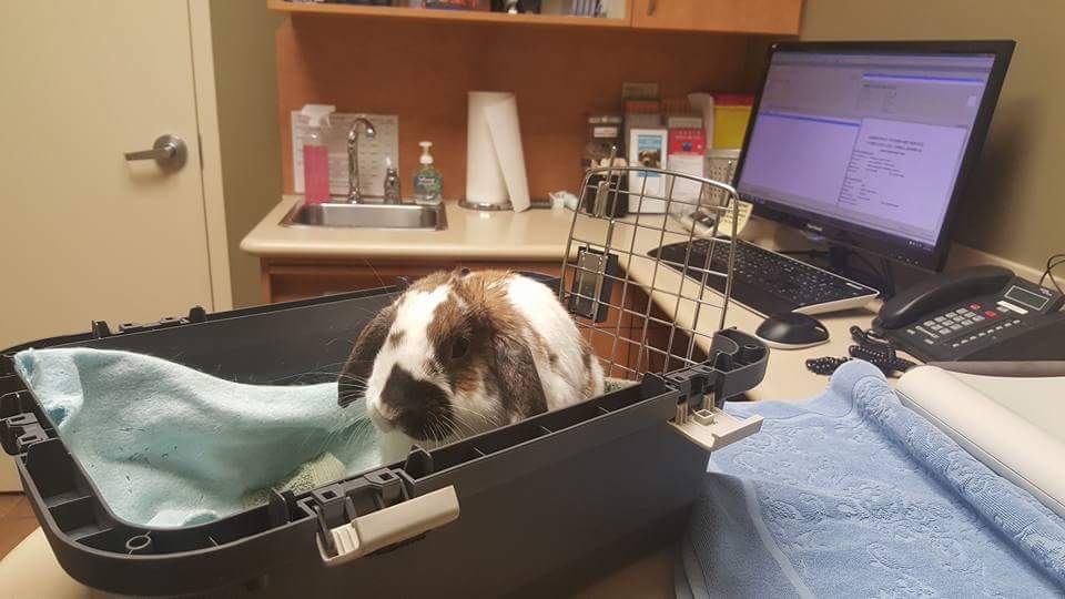 Guelph Animal Hospital Guelph