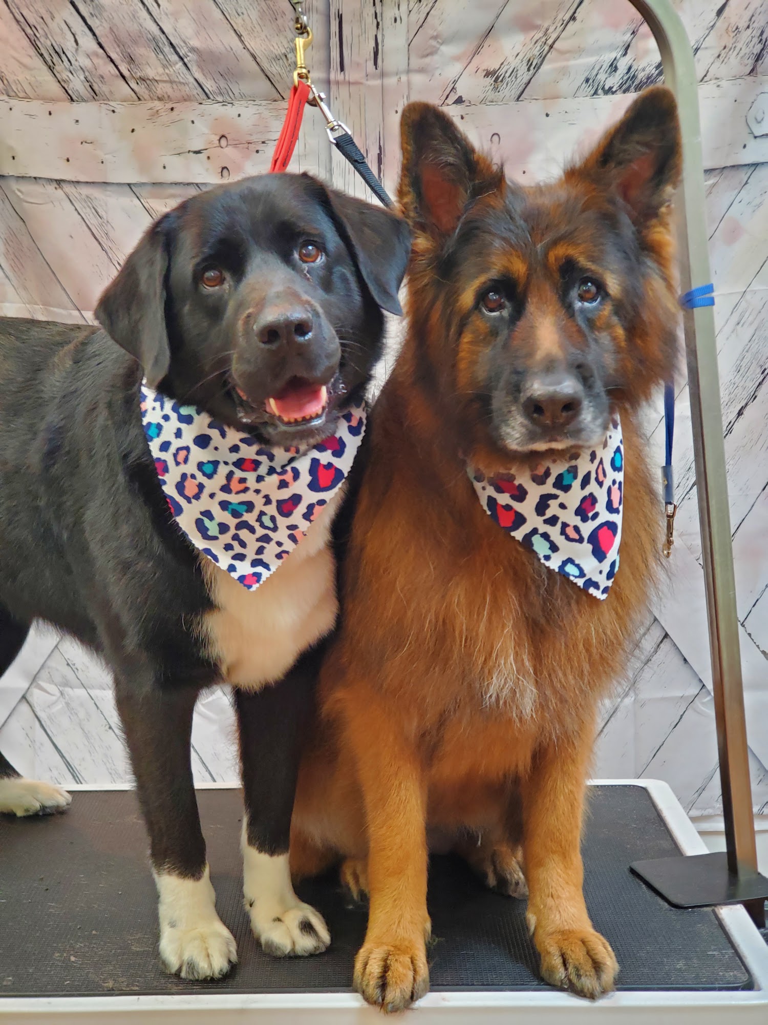 Highland Dog Grooming Haliburton