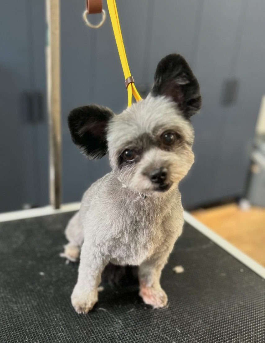 Prettypaws Pet Boutique and Spa Haliburton