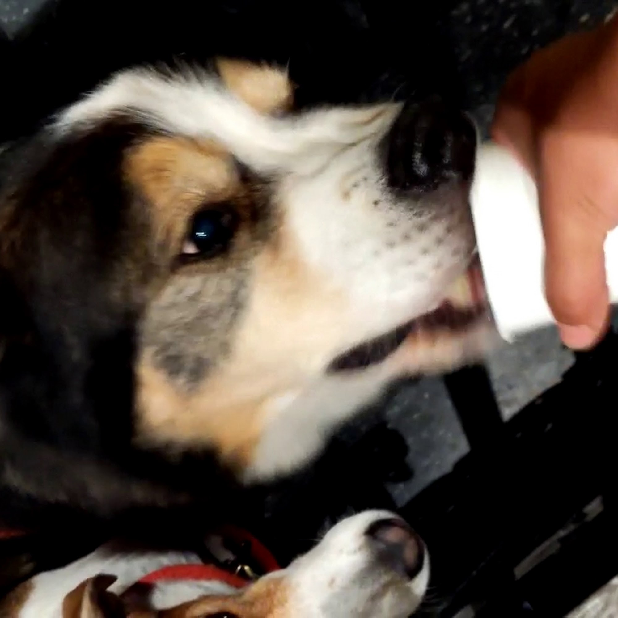 Munchies Coffee House & Barkery Hamilton