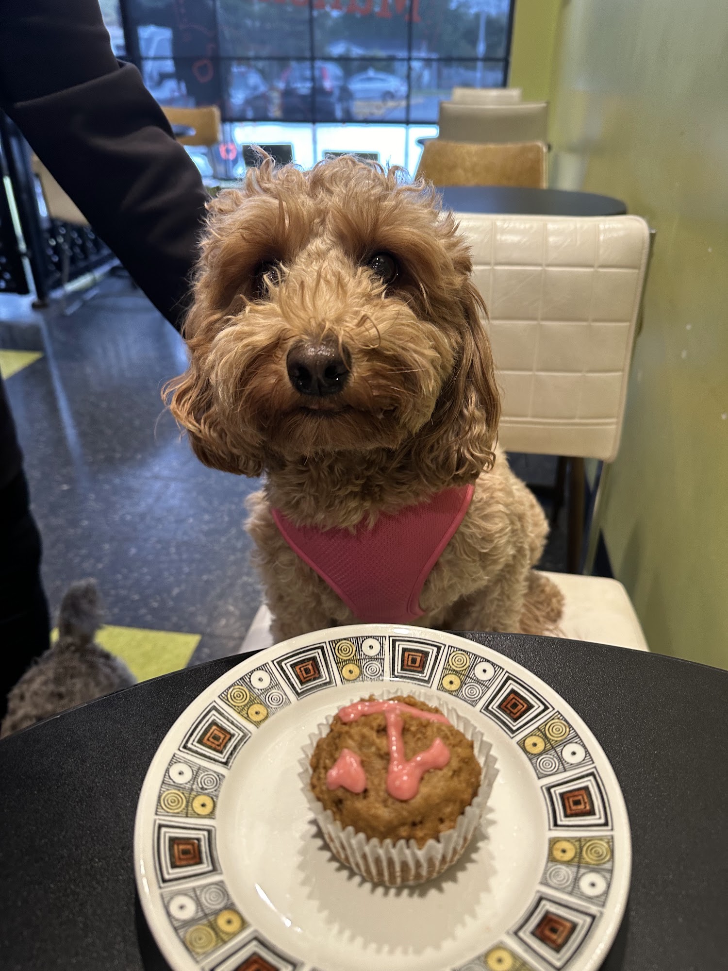 Munchies Coffee House & Barkery Hamilton