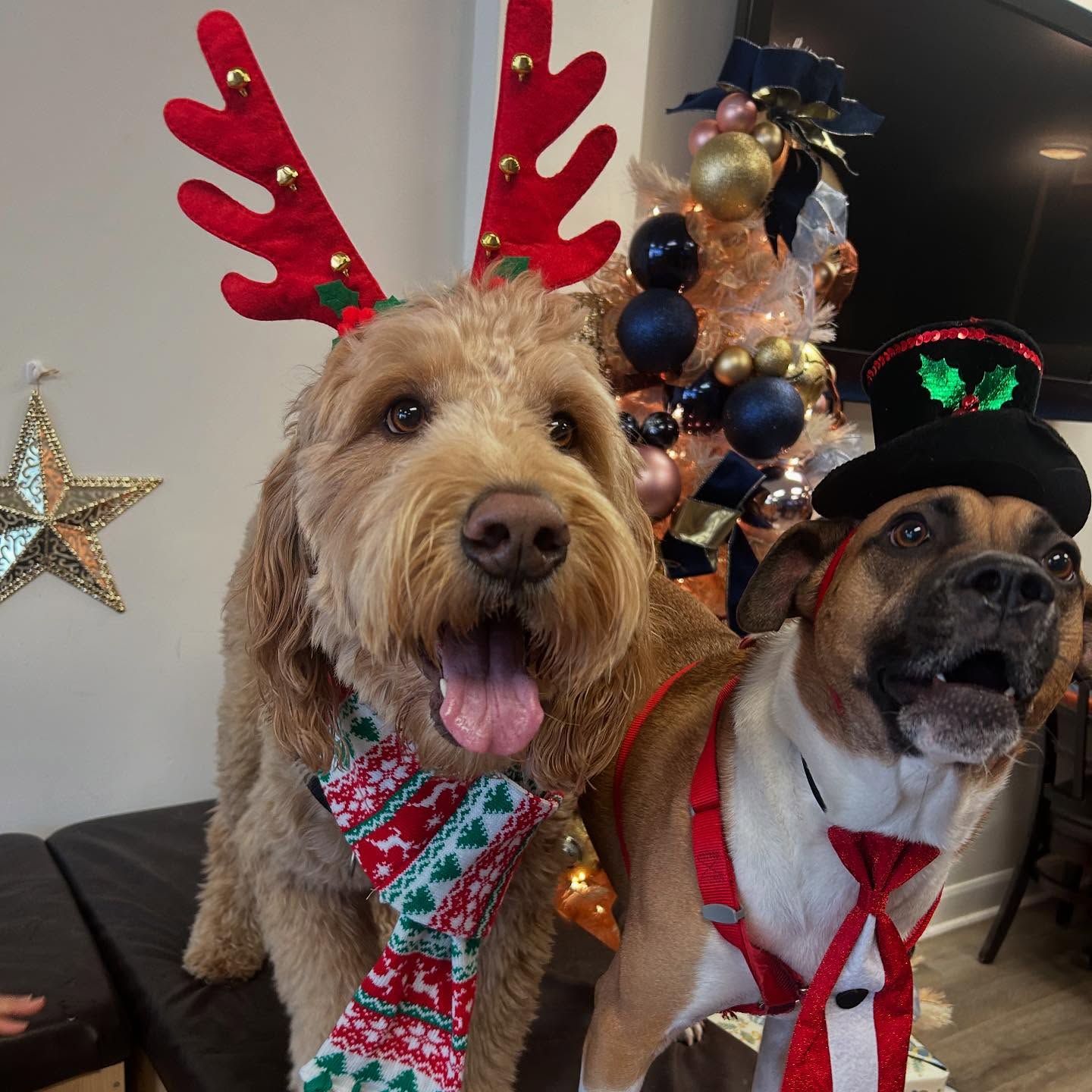 Bring Your Dog Cafe Hamilton