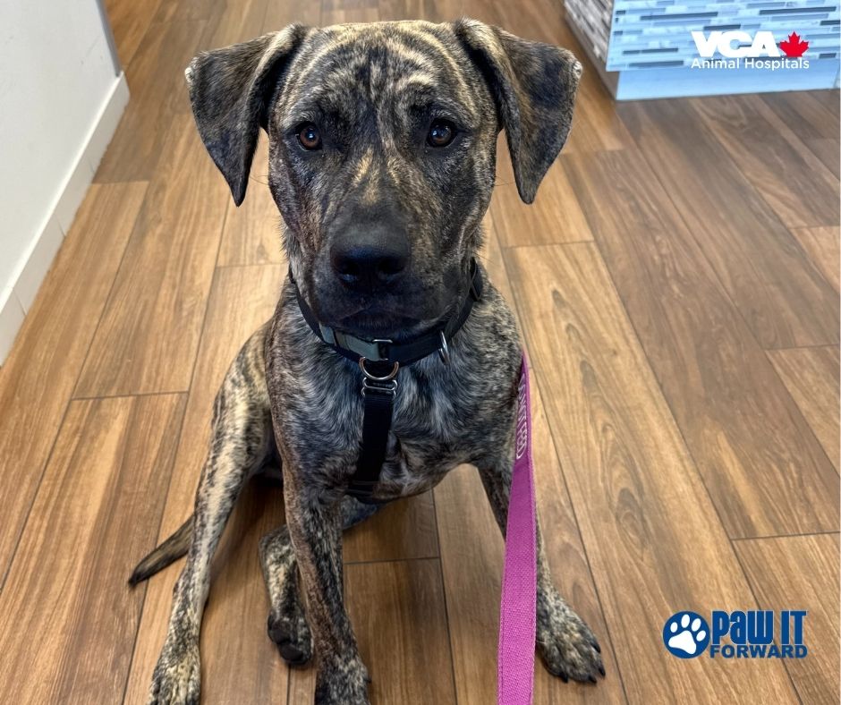 VCA Canada Kingsway Animal Hospital Hamilton