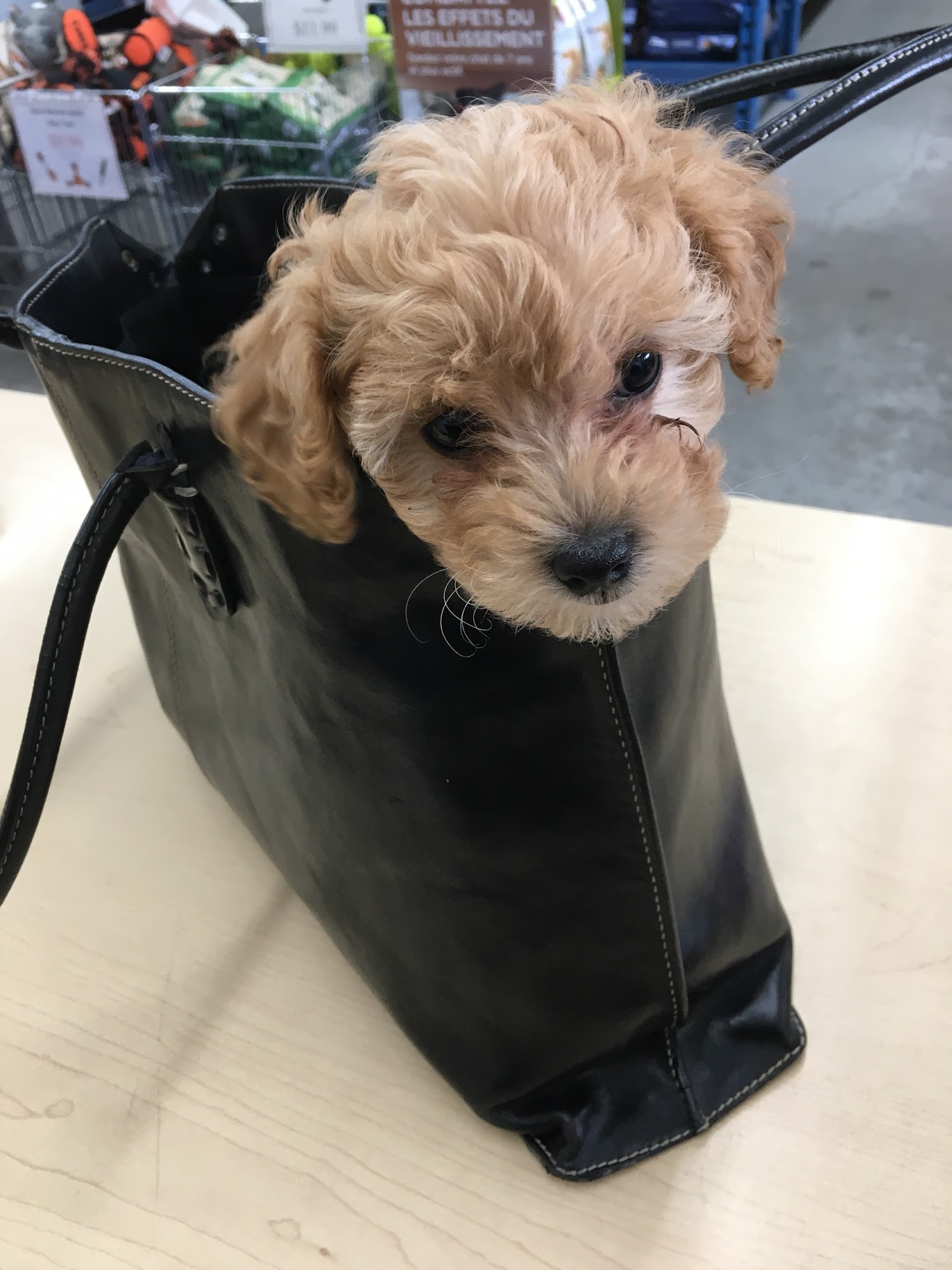 Pet Max Warehouse Outlet Hamilton