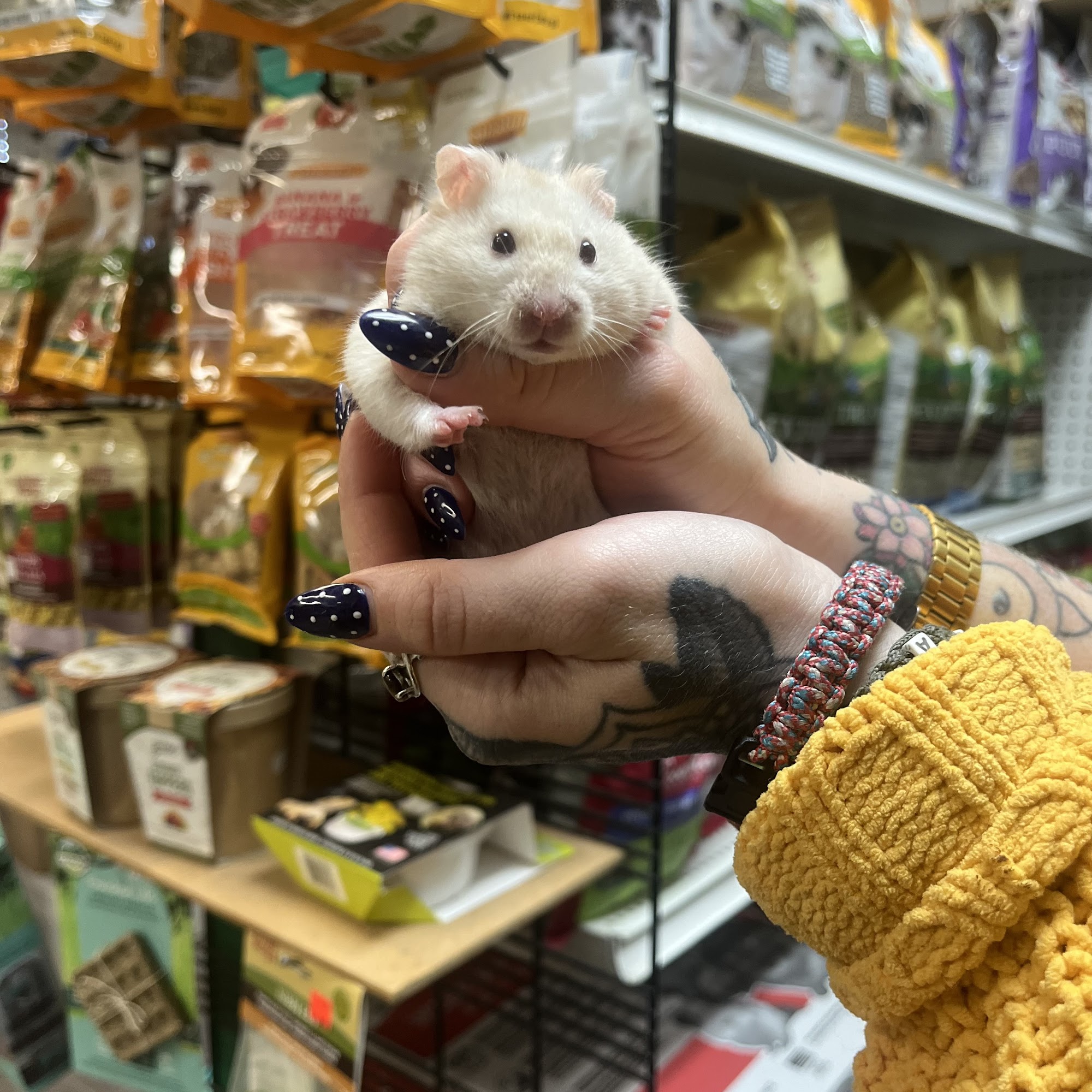 The Urban Zoo Hamilton