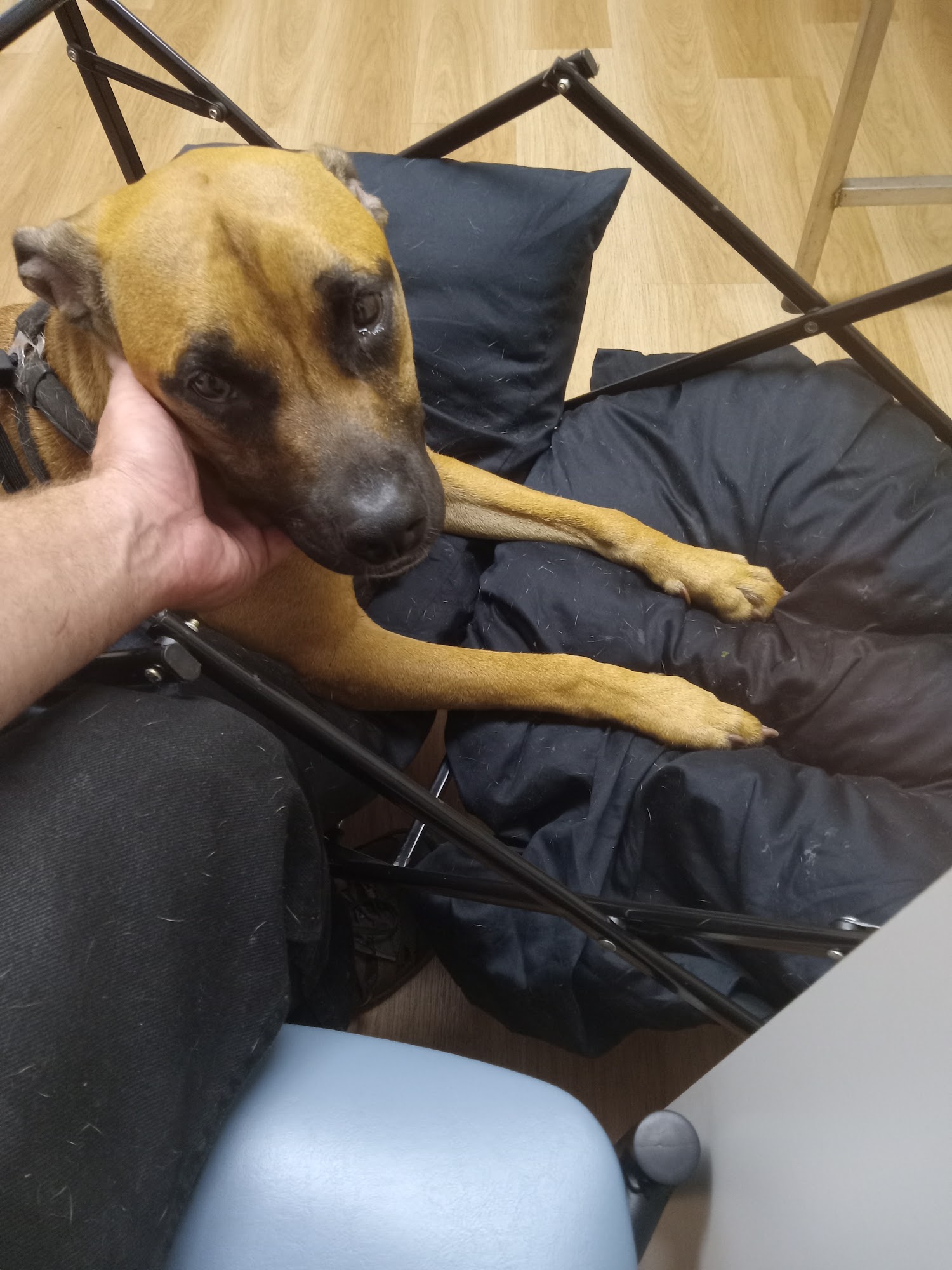 Downtown Animal Hospital Hamilton