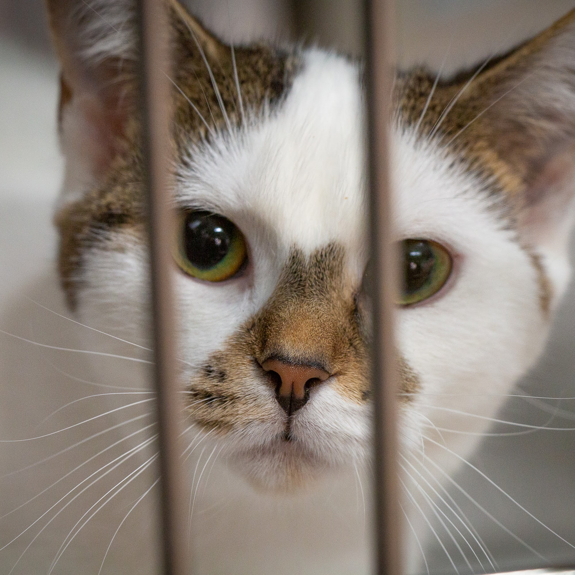 Hamilton Burlington SPCA Hamilton