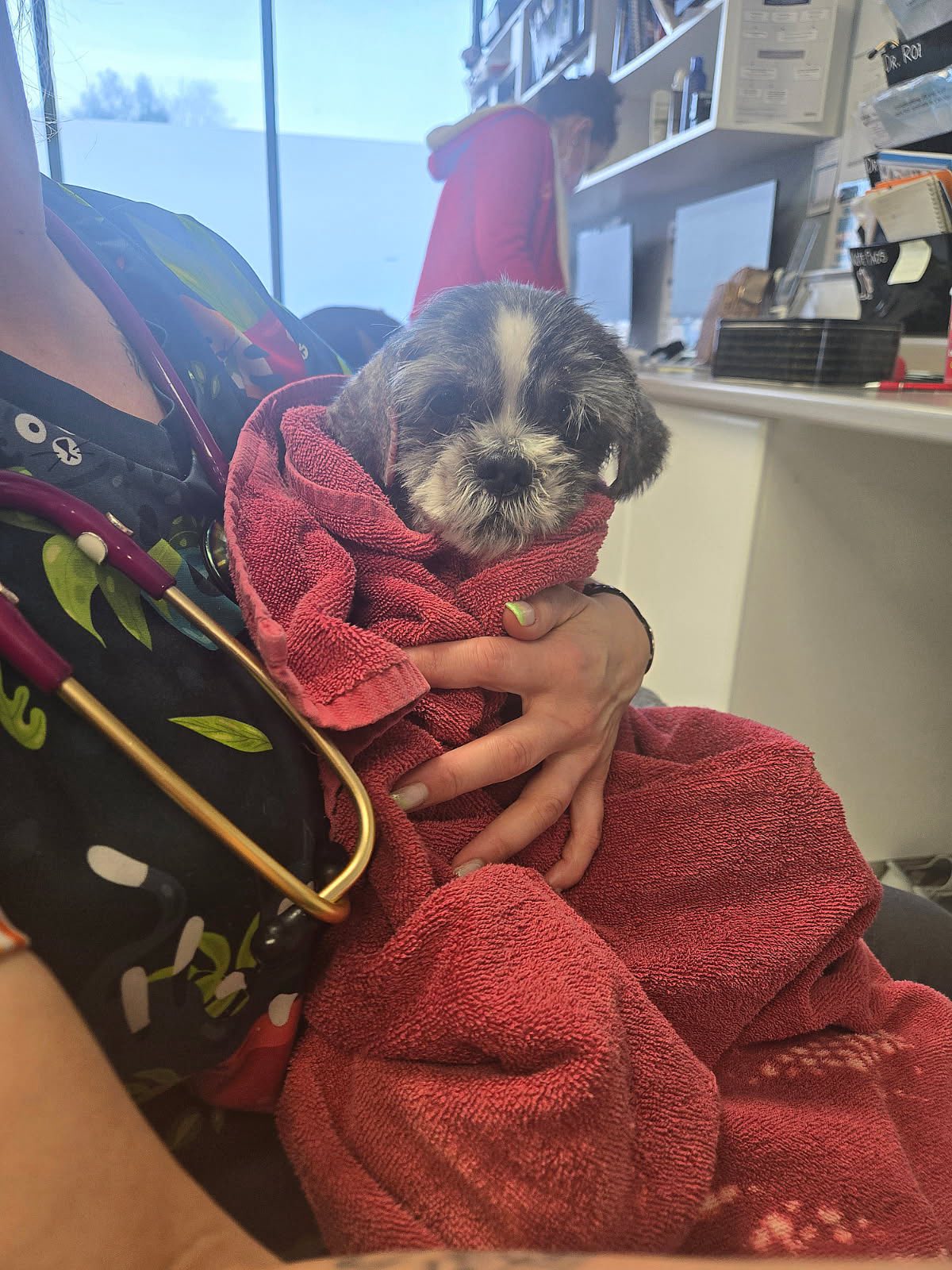 Beattie Pet Hospital - East Hamilton Hamilton