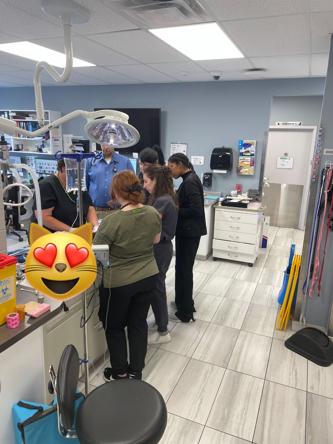 Beattie Pet Hospital - East Hamilton Hamilton