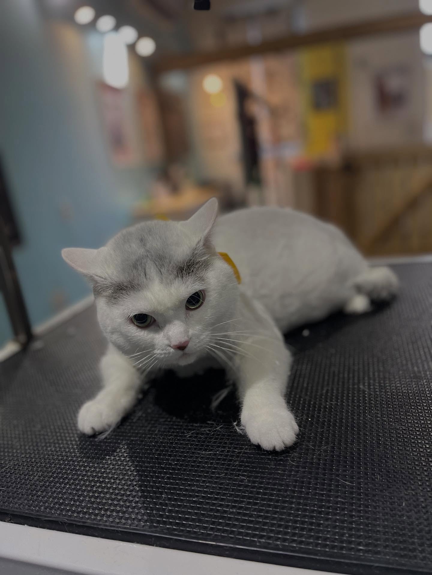 Marvelous Muttz by Britt Hamilton