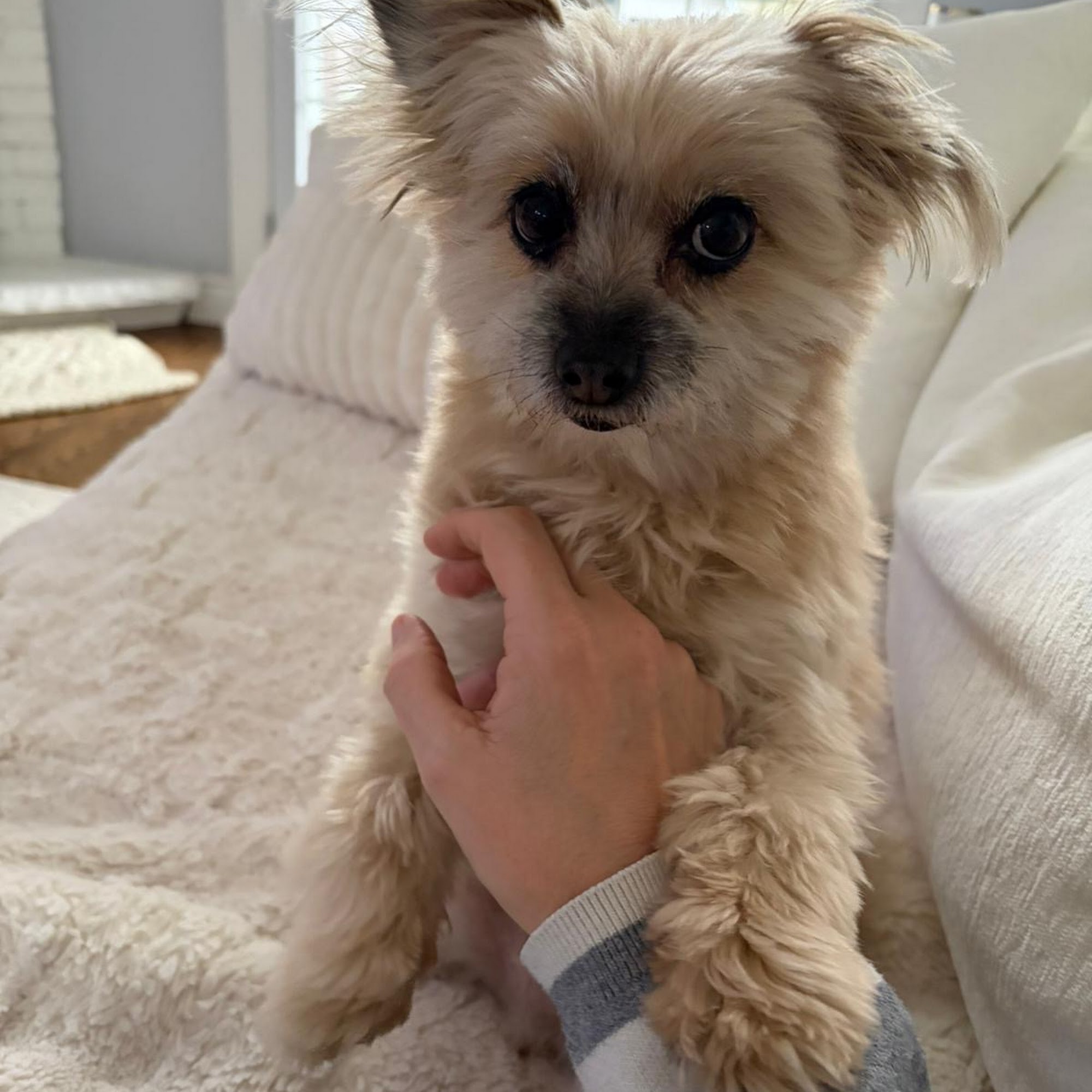 Clappison Animal Hospital Hamilton