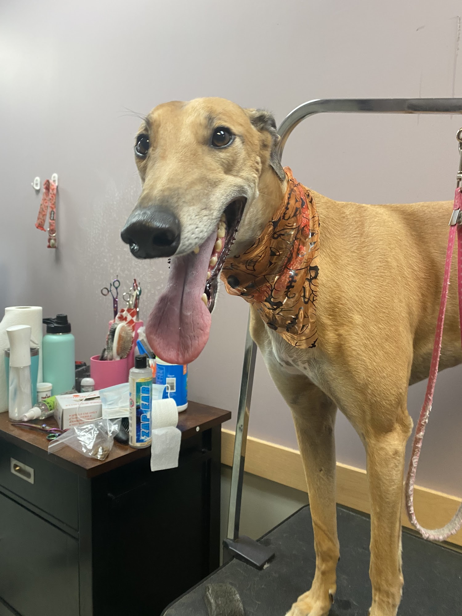 Spaw and Raw Pet Grooming Hamilton