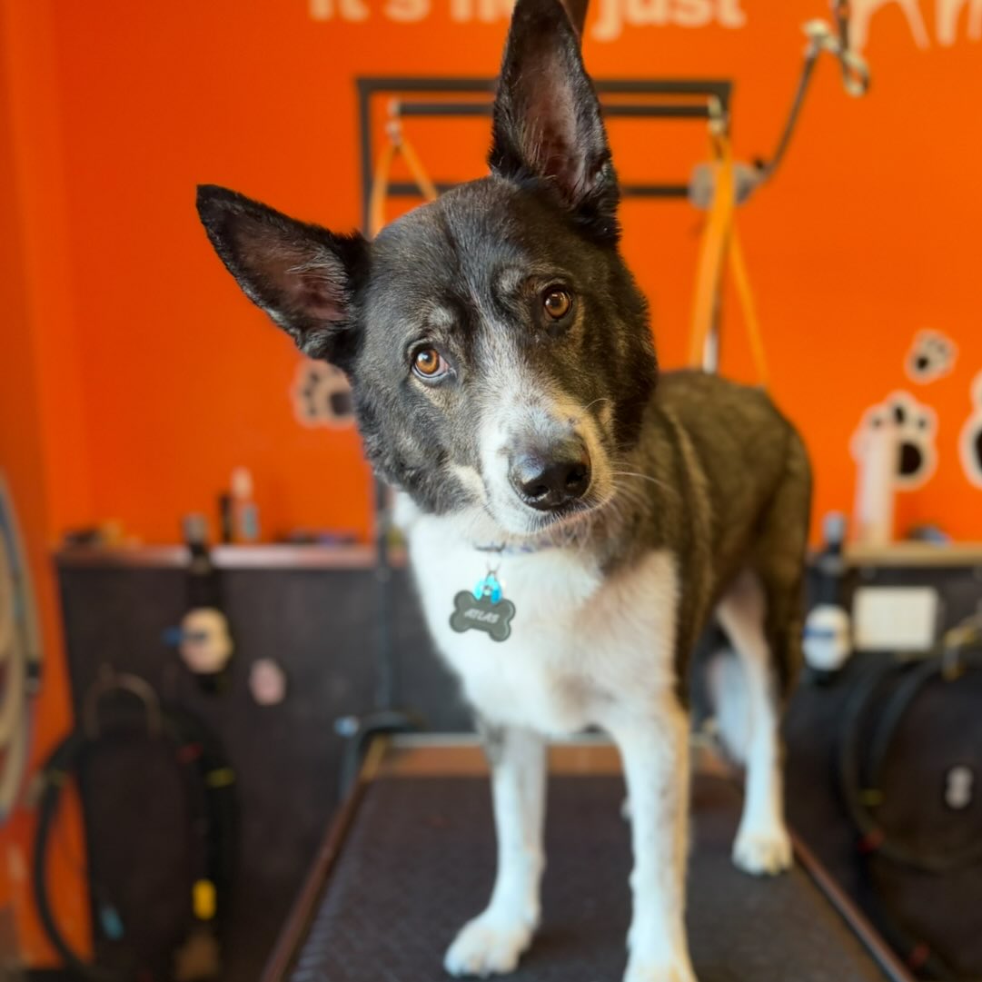 Animazing Pet Spa Hamilton