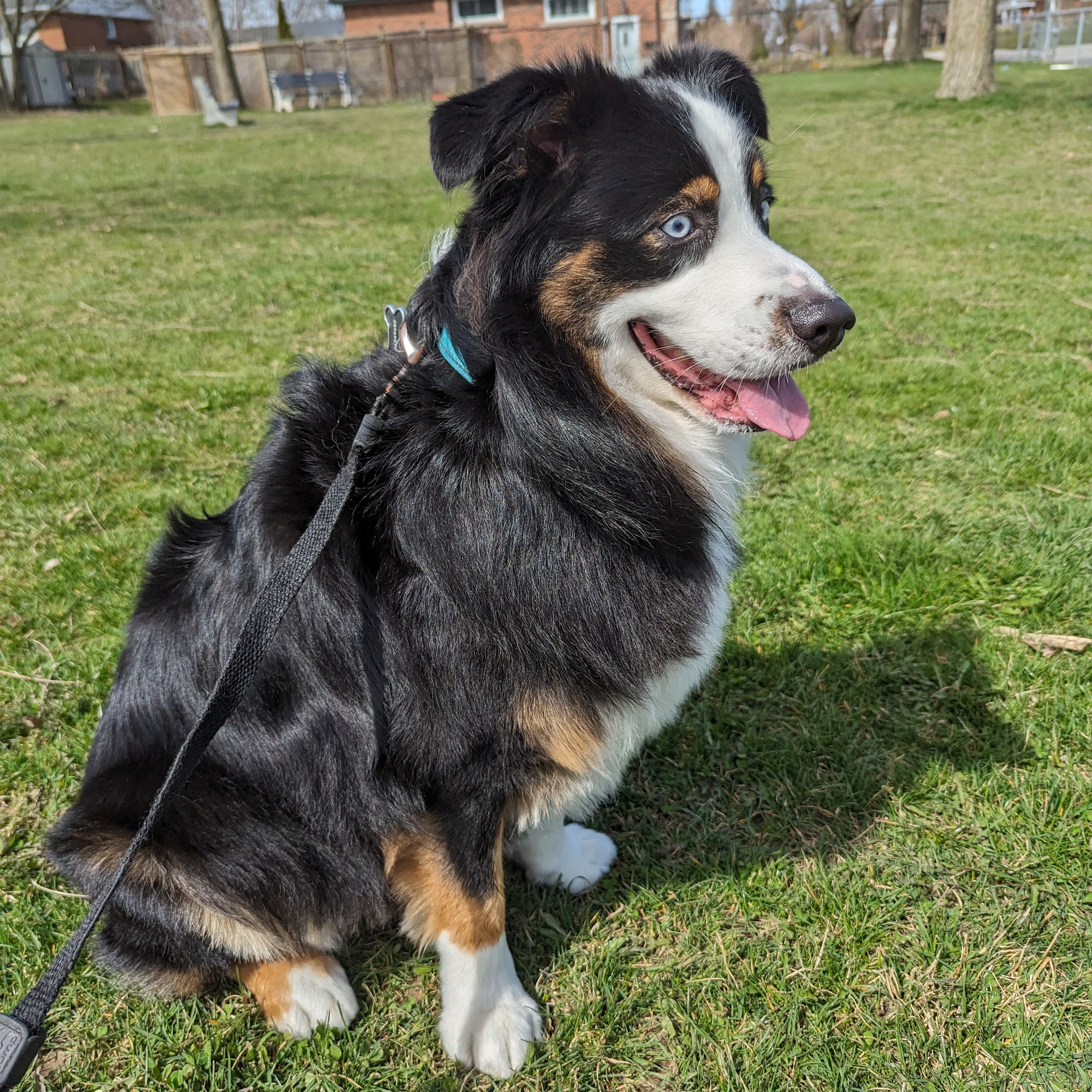 Animazing Pet Spa Hamilton