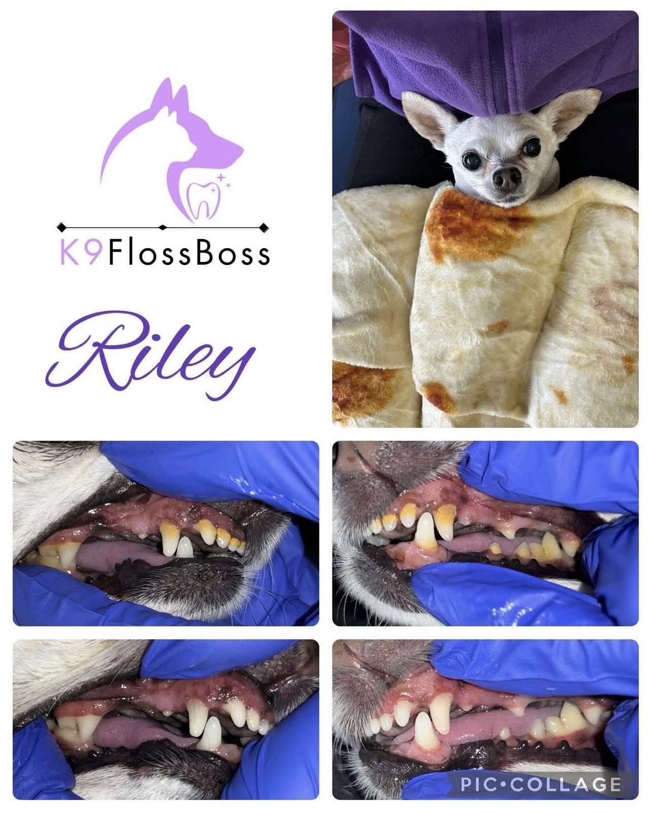 Black Dog Pet Salon Inc. Hamilton