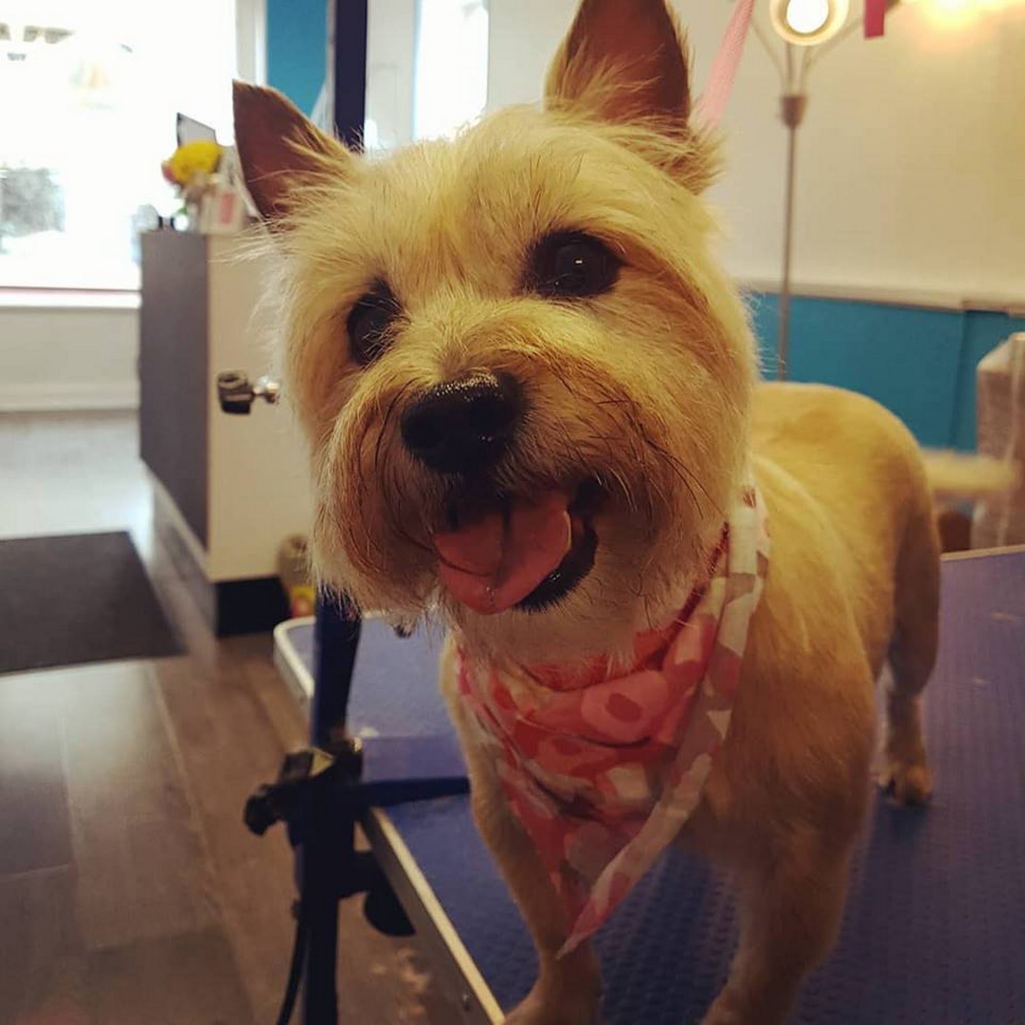 Spaws Salon and Doggy Day Spa Harrow