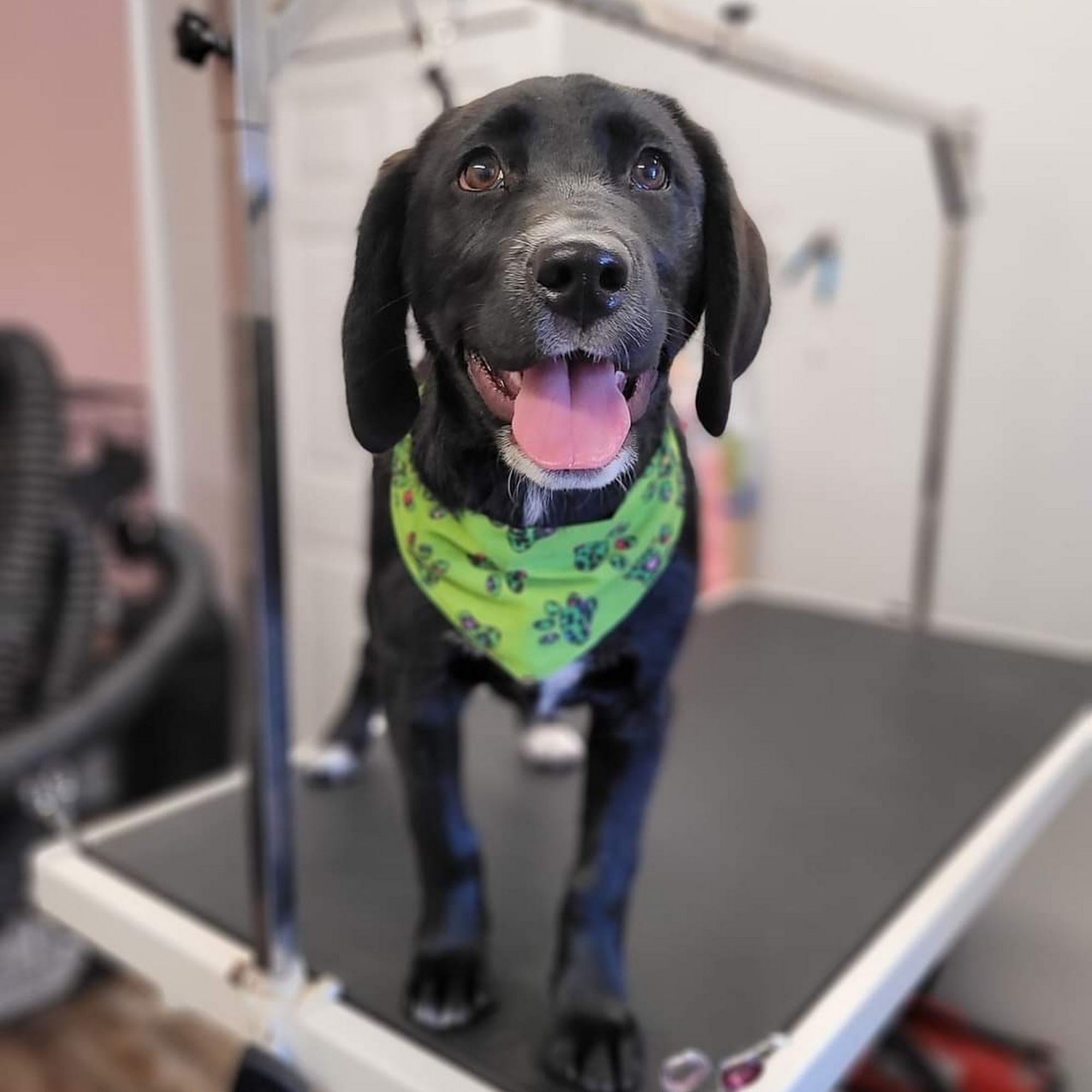 Unleashed Pet Styling Ingersoll