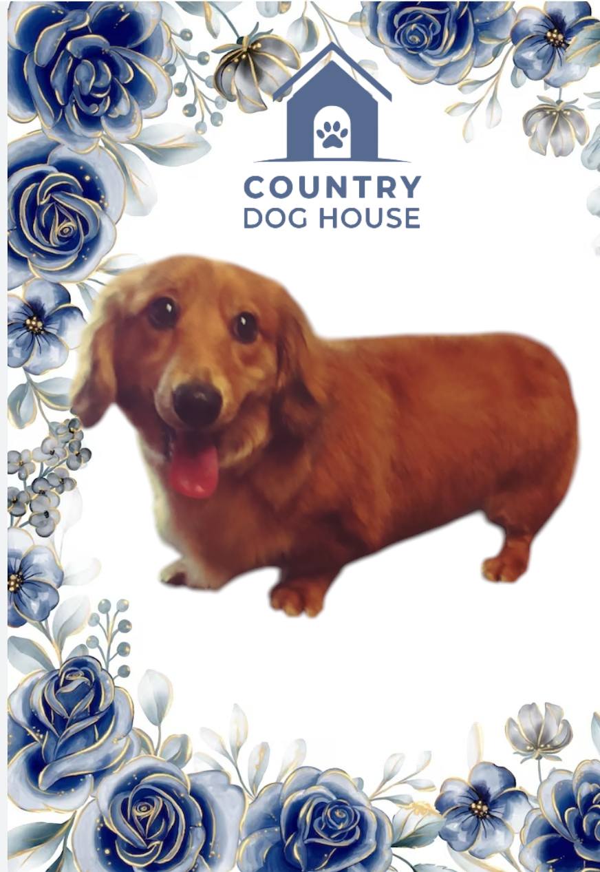 Country Dog House Grooming Salon Innisfil